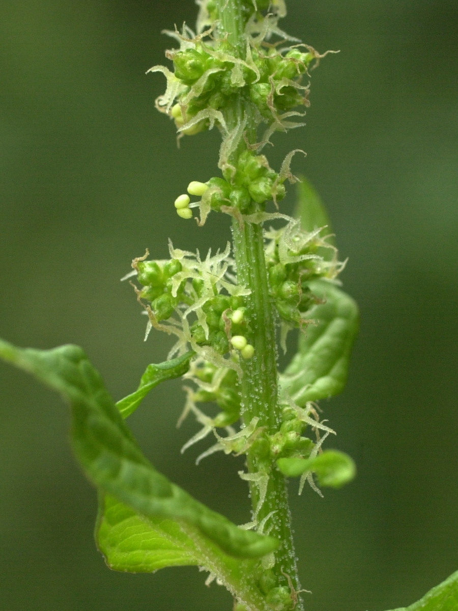 blitum_bonus-henricus6md