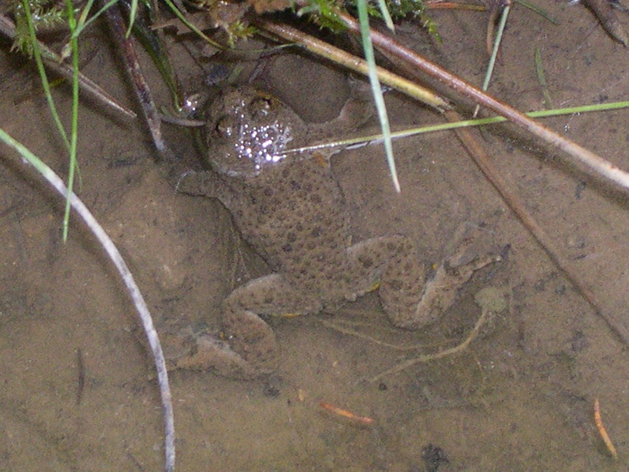 bombina_variegata4sd