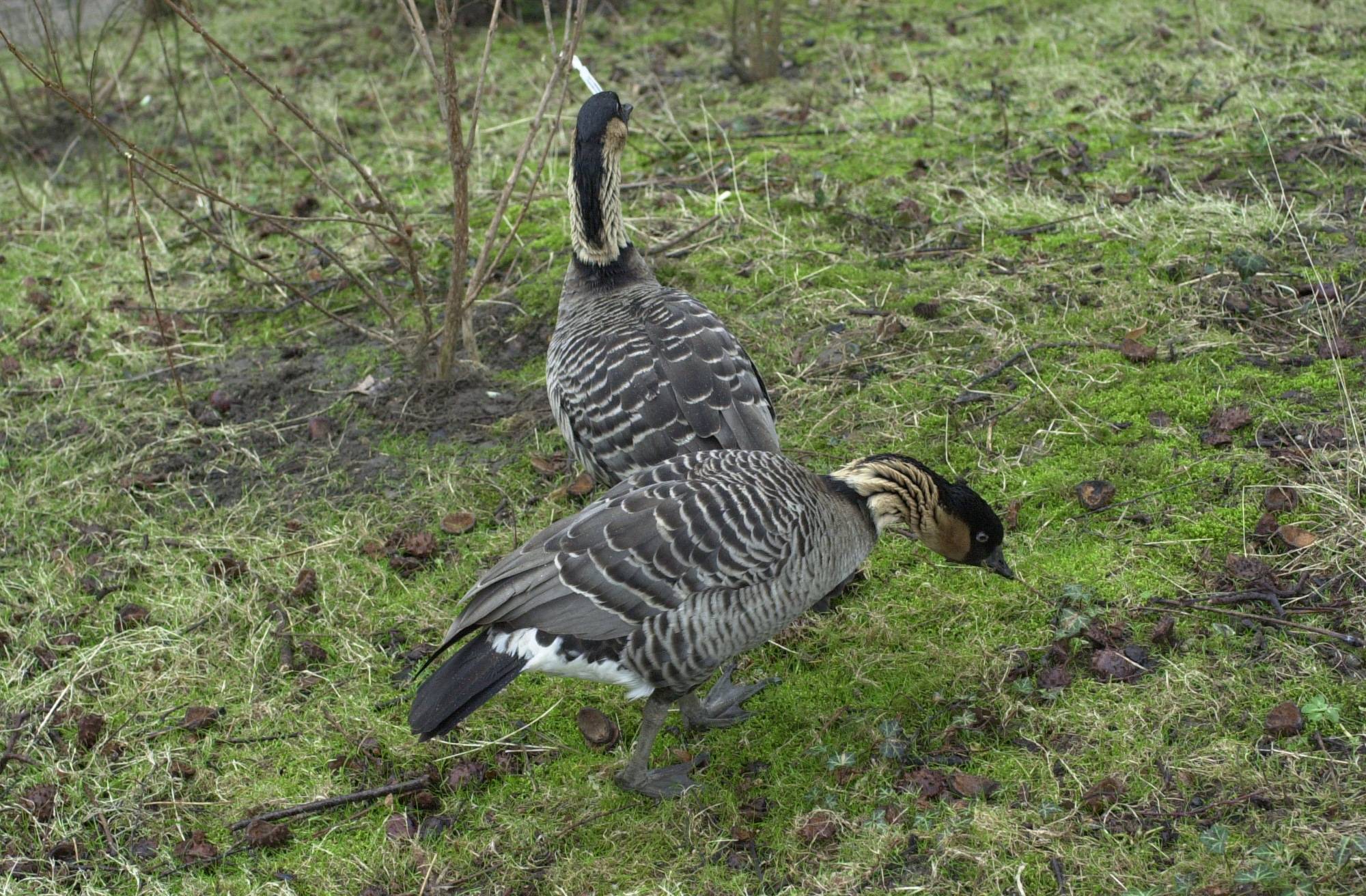 Branta_sandvicensis