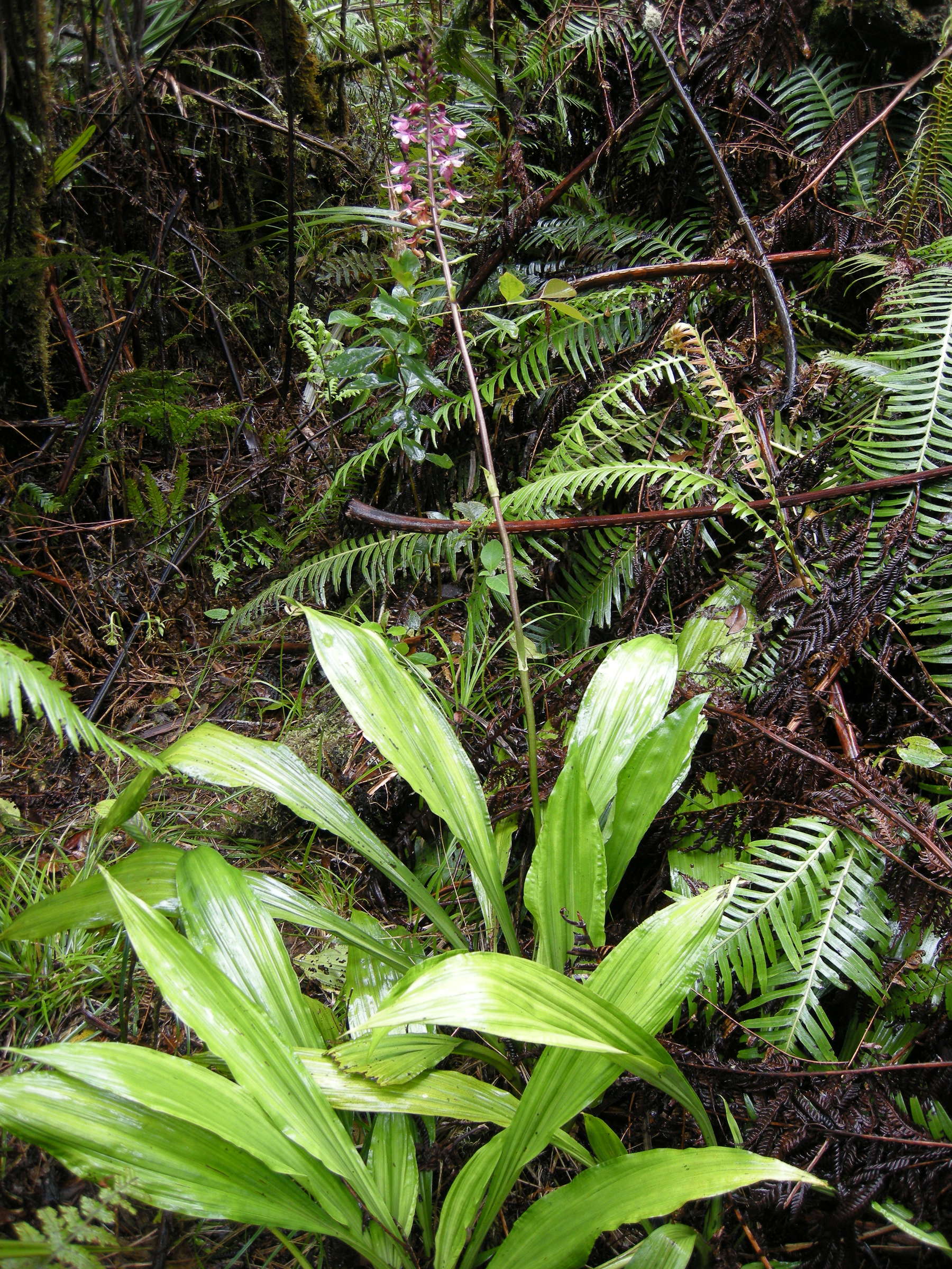 calanthe_sylvatica1md