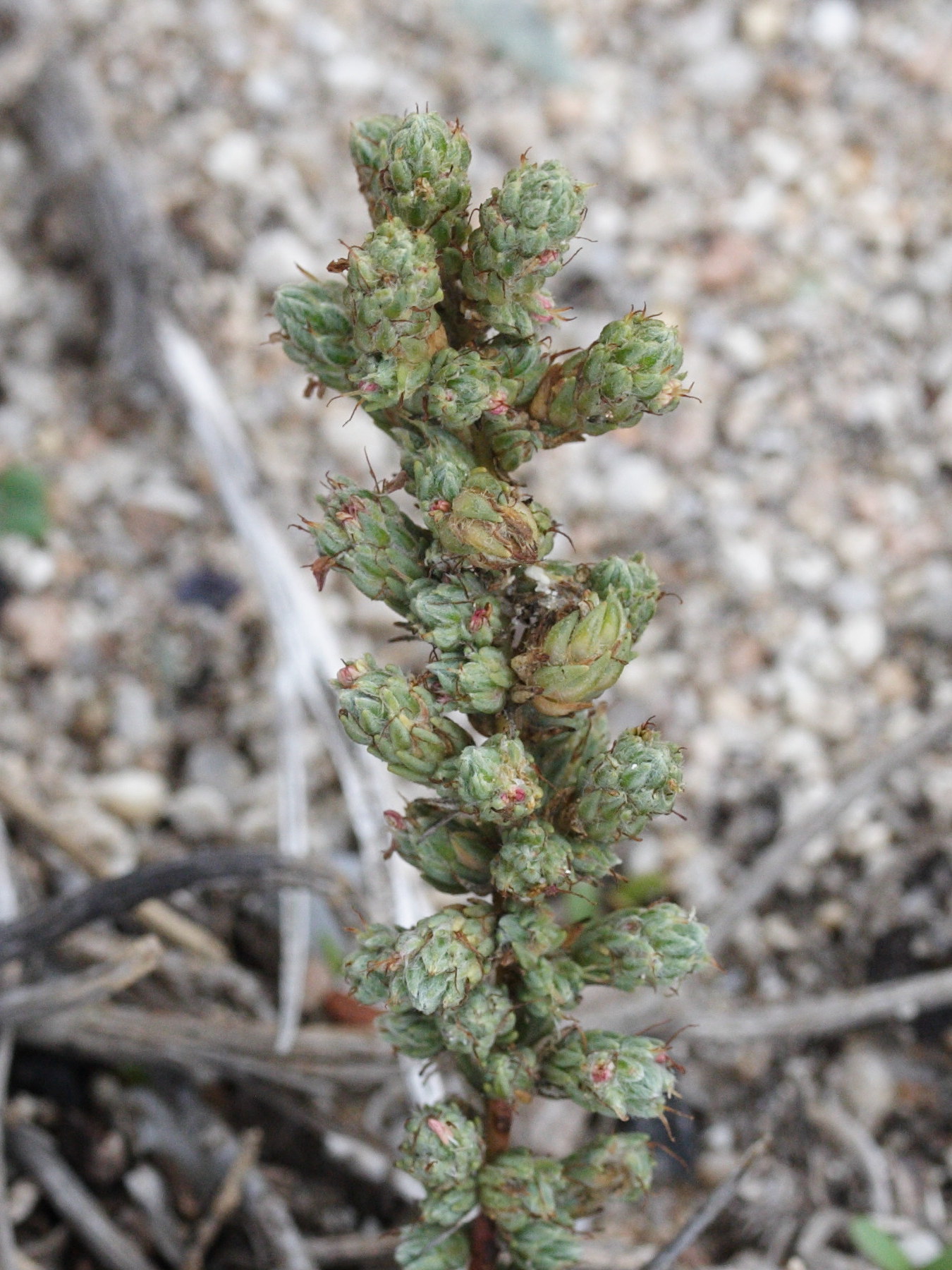 Afficher le média Camphorosma_monspeliaca Camphorosma_monspeliaca