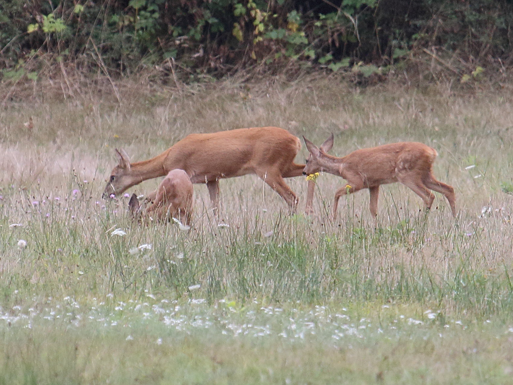 capreolus_capreolus7bd