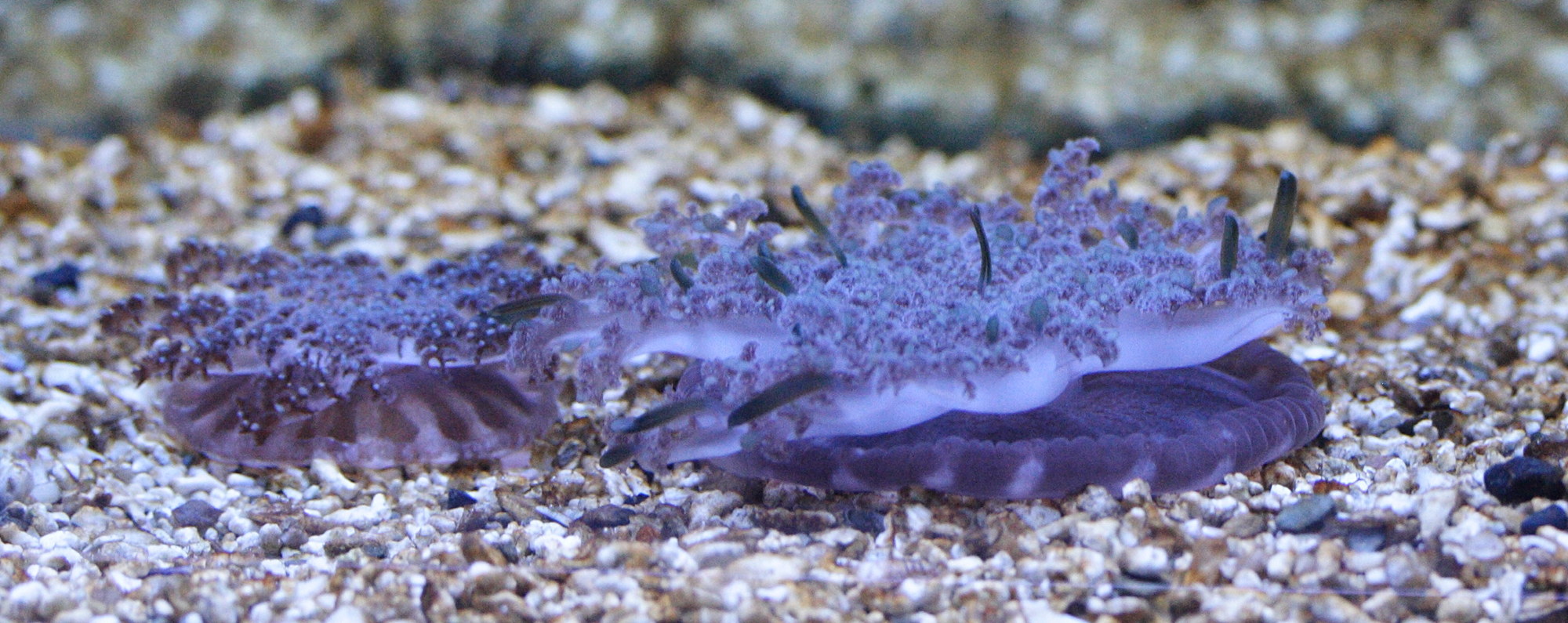 cassiopea_andromeda3md