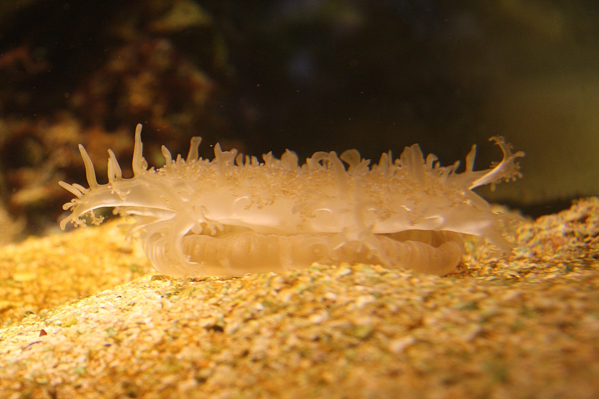 cassiopea_frondosa1sd