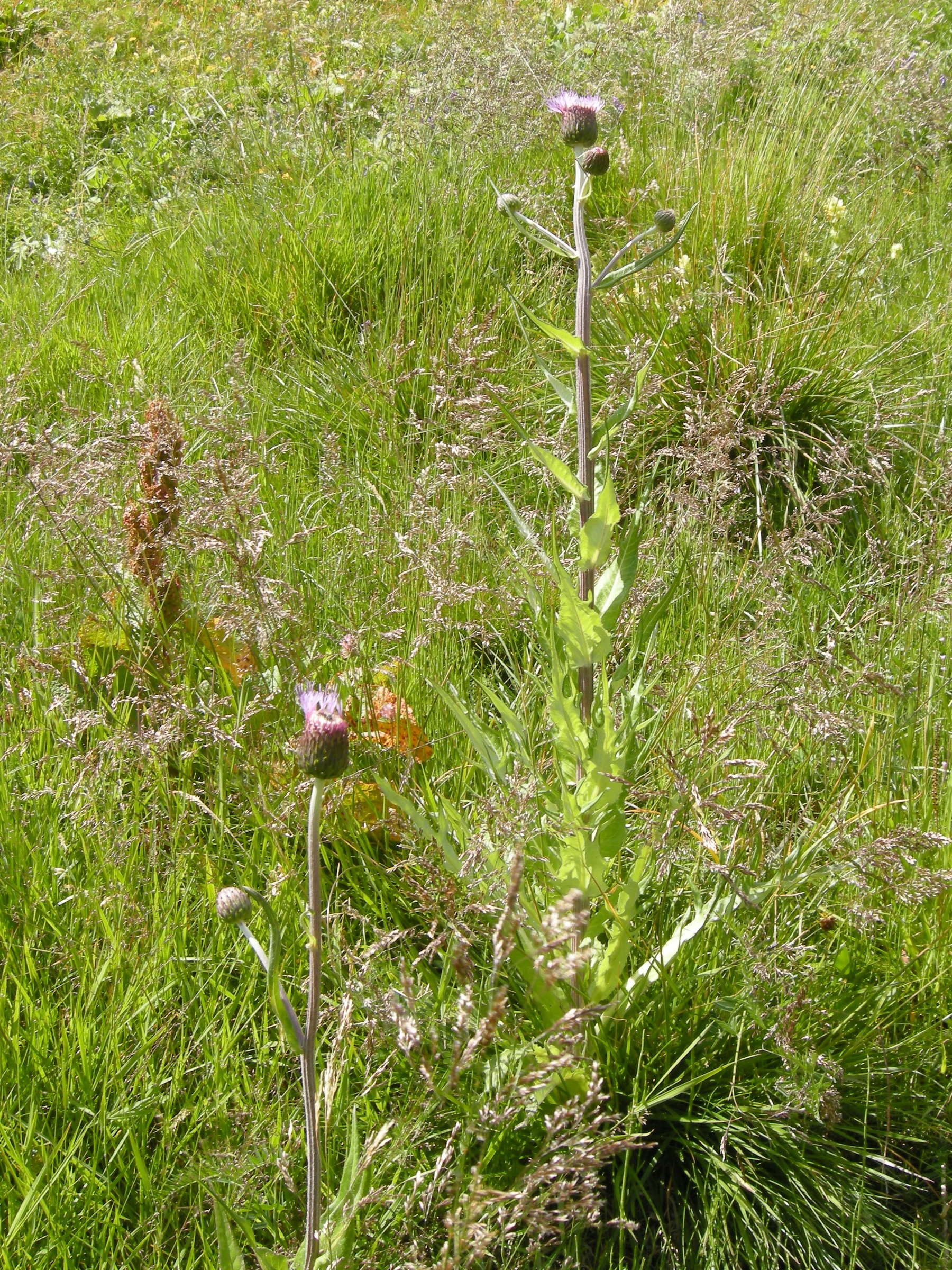 cirsium_heterophyllum6md