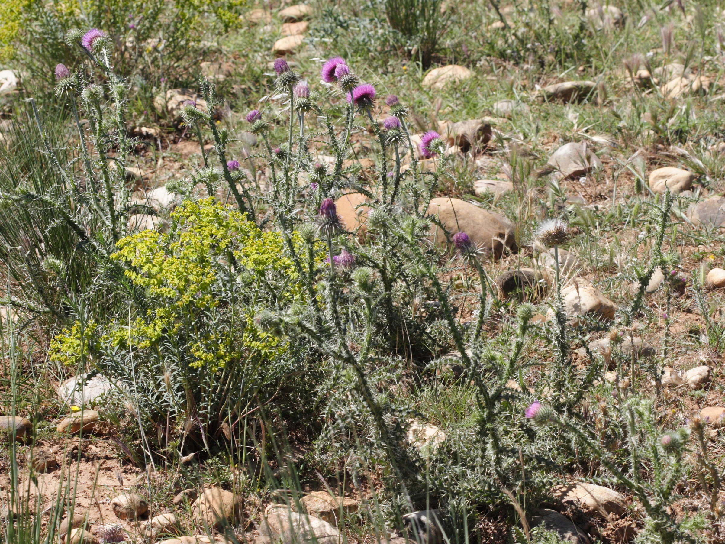 cirsium_vulgare_crinitum3md