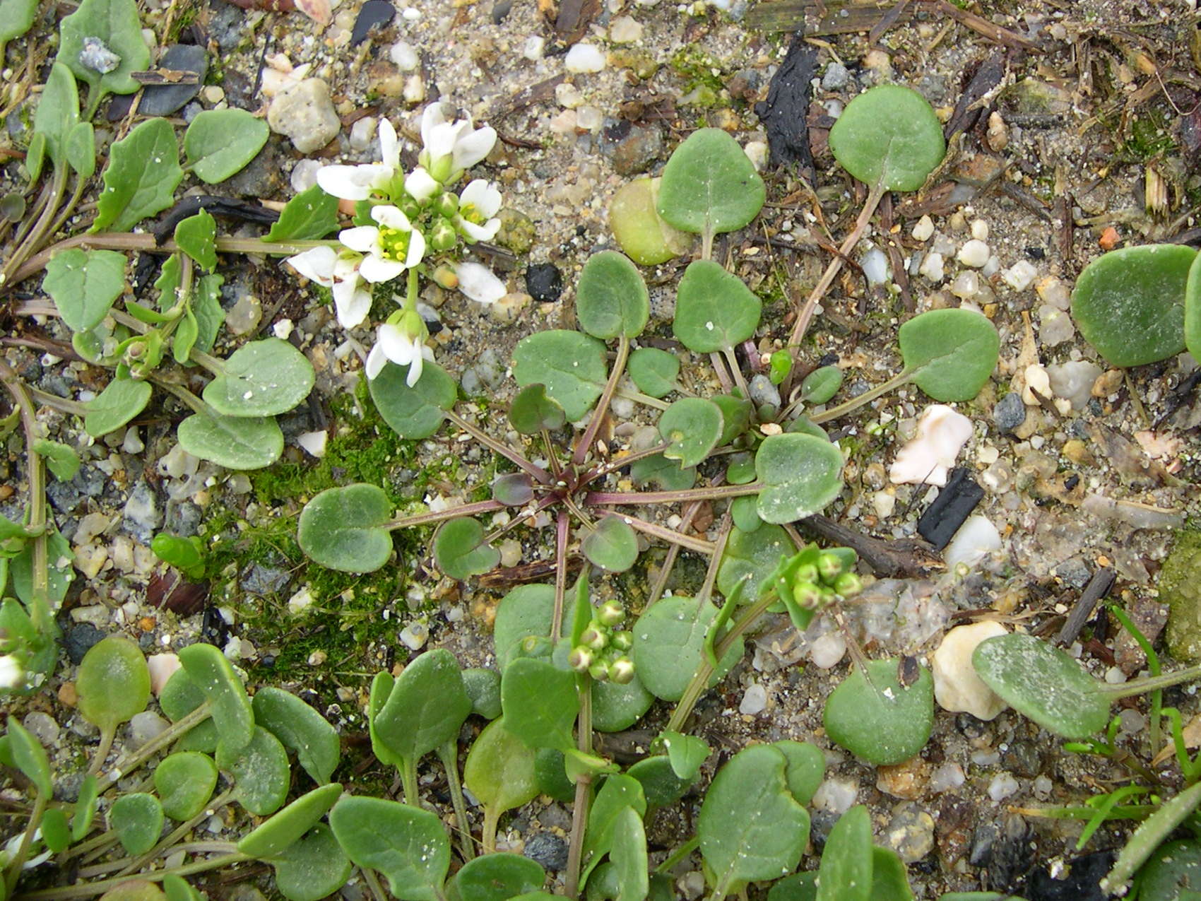 Afficher le média cochlearia_officinalis4md cochlearia_officinalis4md