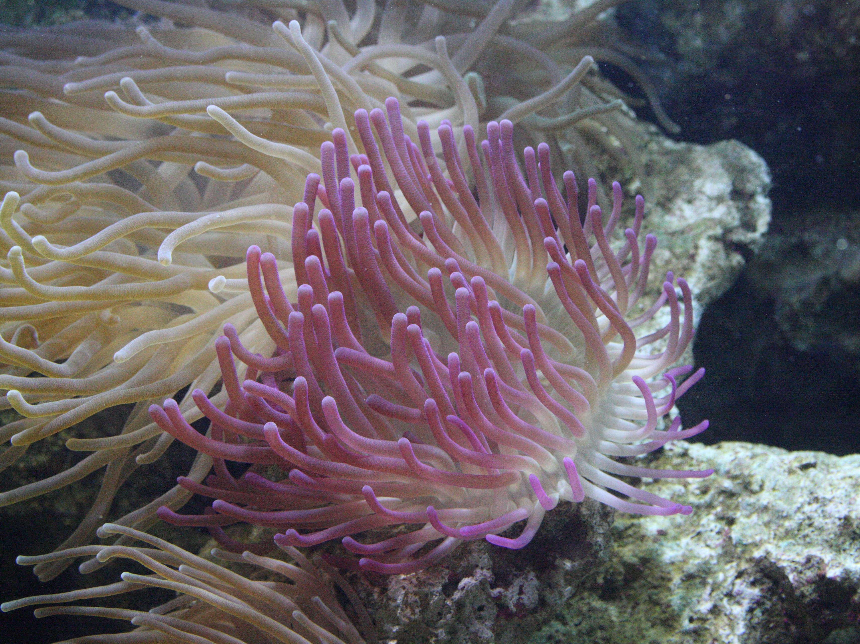 condylactis_gigantea2md