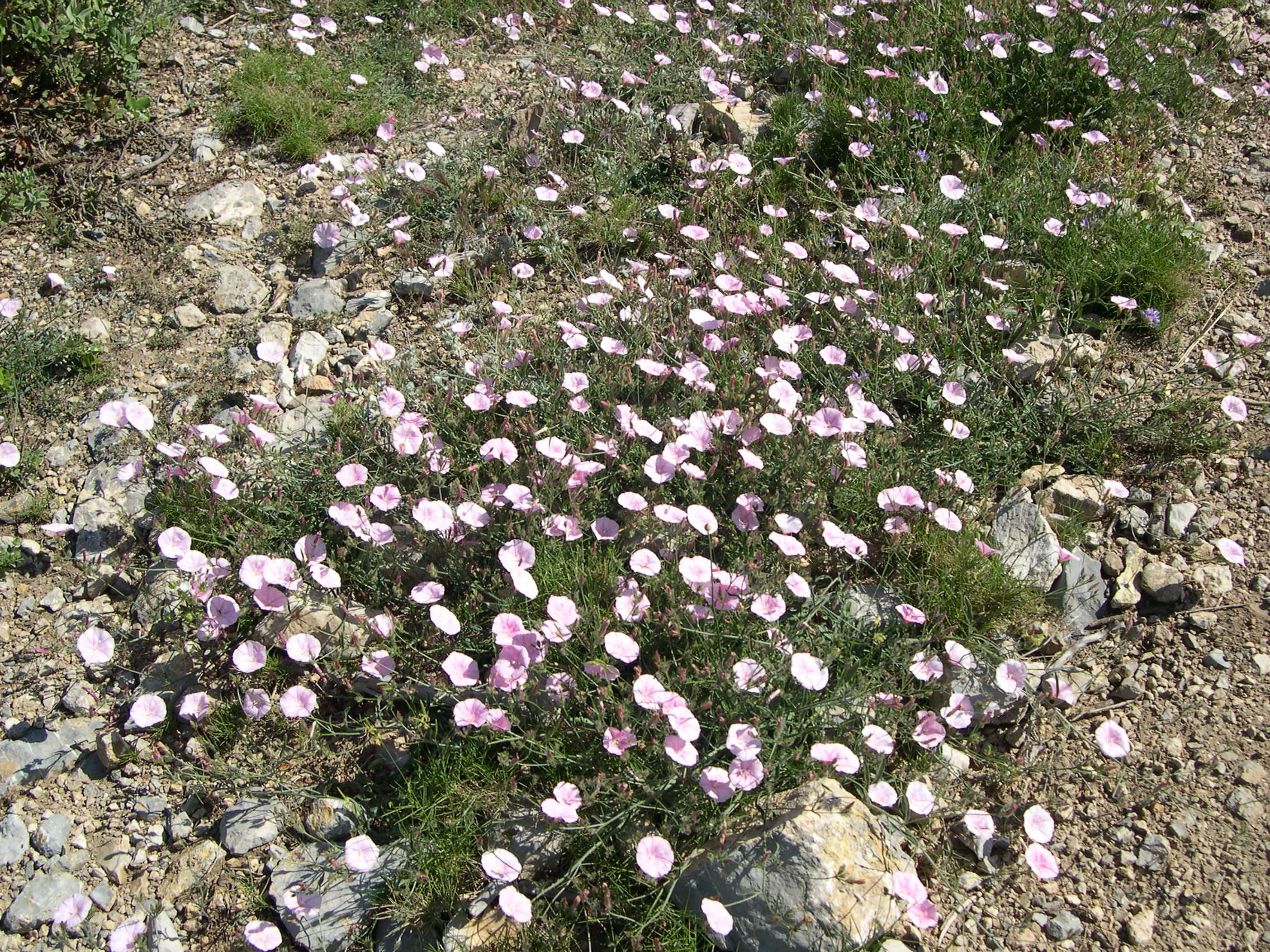 Afficher le média convolvulus_cantabricus4md convolvulus_cantabricus4md