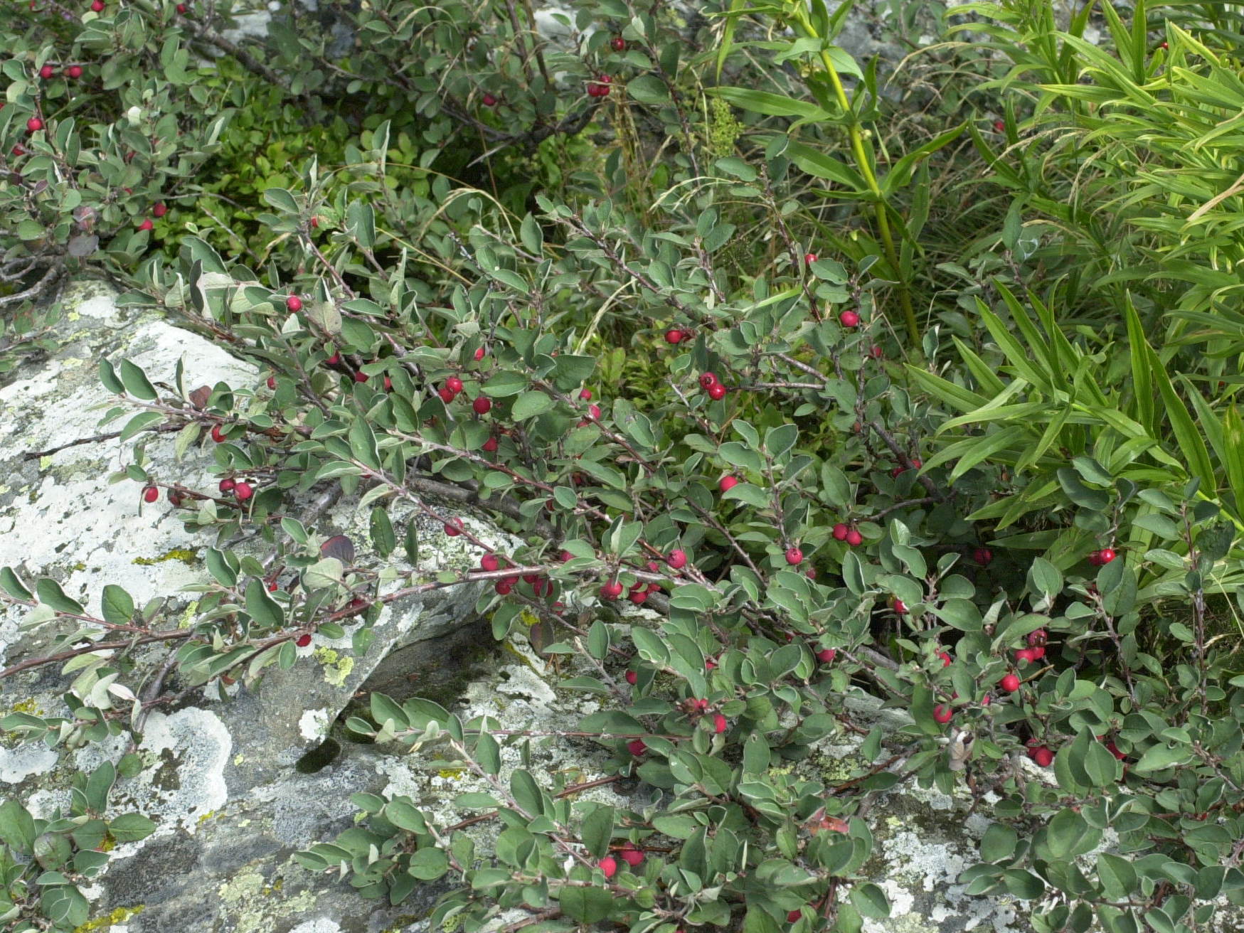 cotoneaster_integerrimus1md