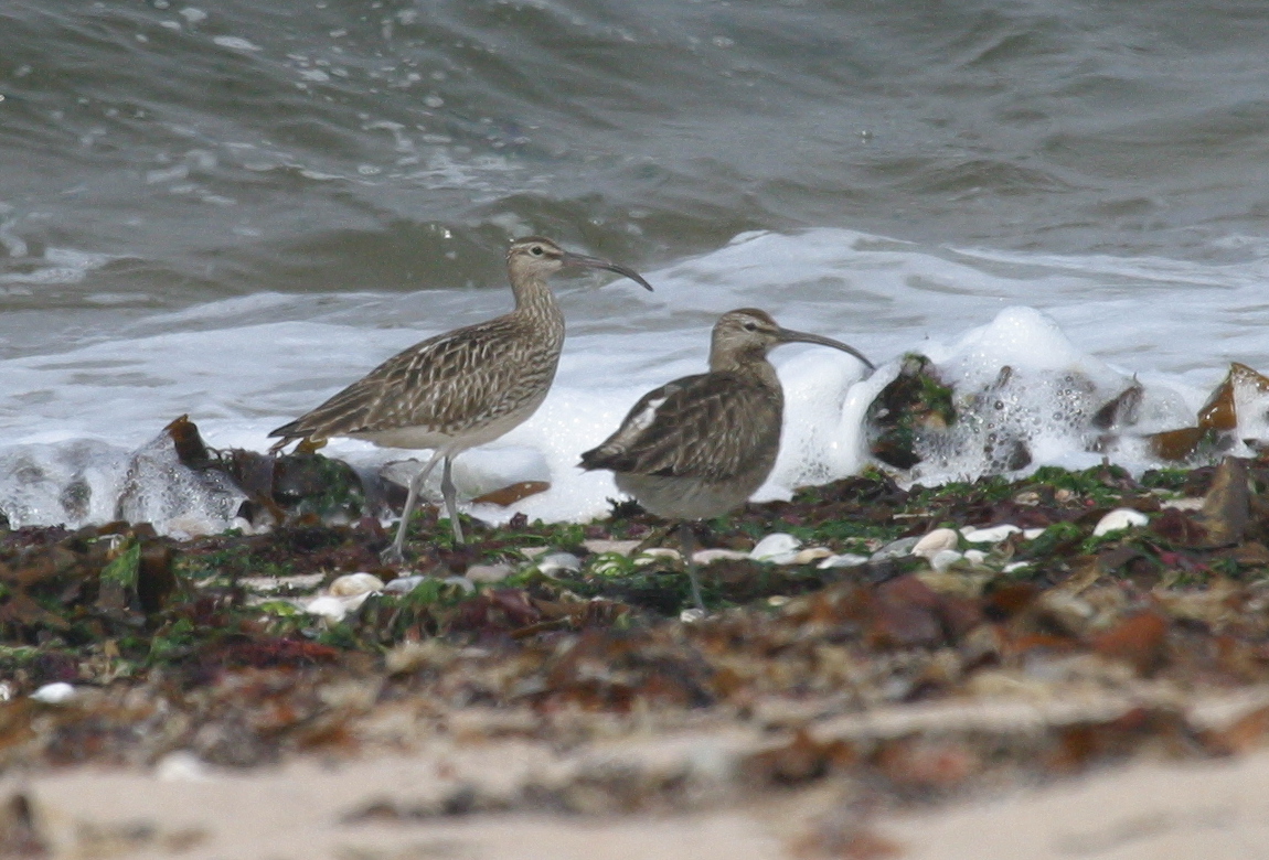 courlis_corlieu_-_numenius_phaeopus2bd