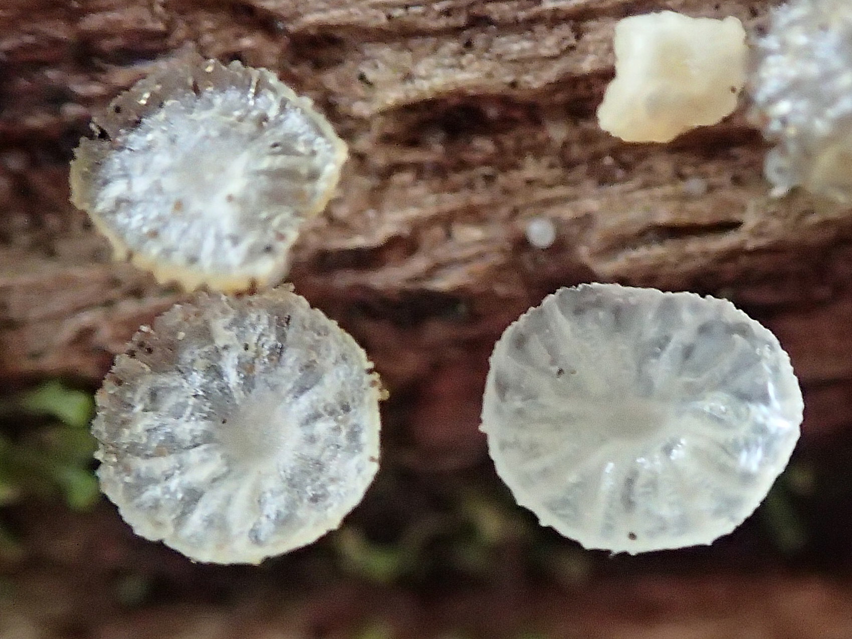 Afficher le média delicatula_integrella2md delicatula_integrella2md