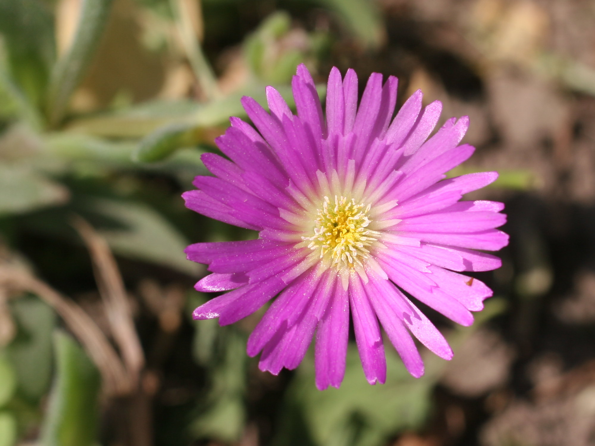 delosperma_sutherlandii2md