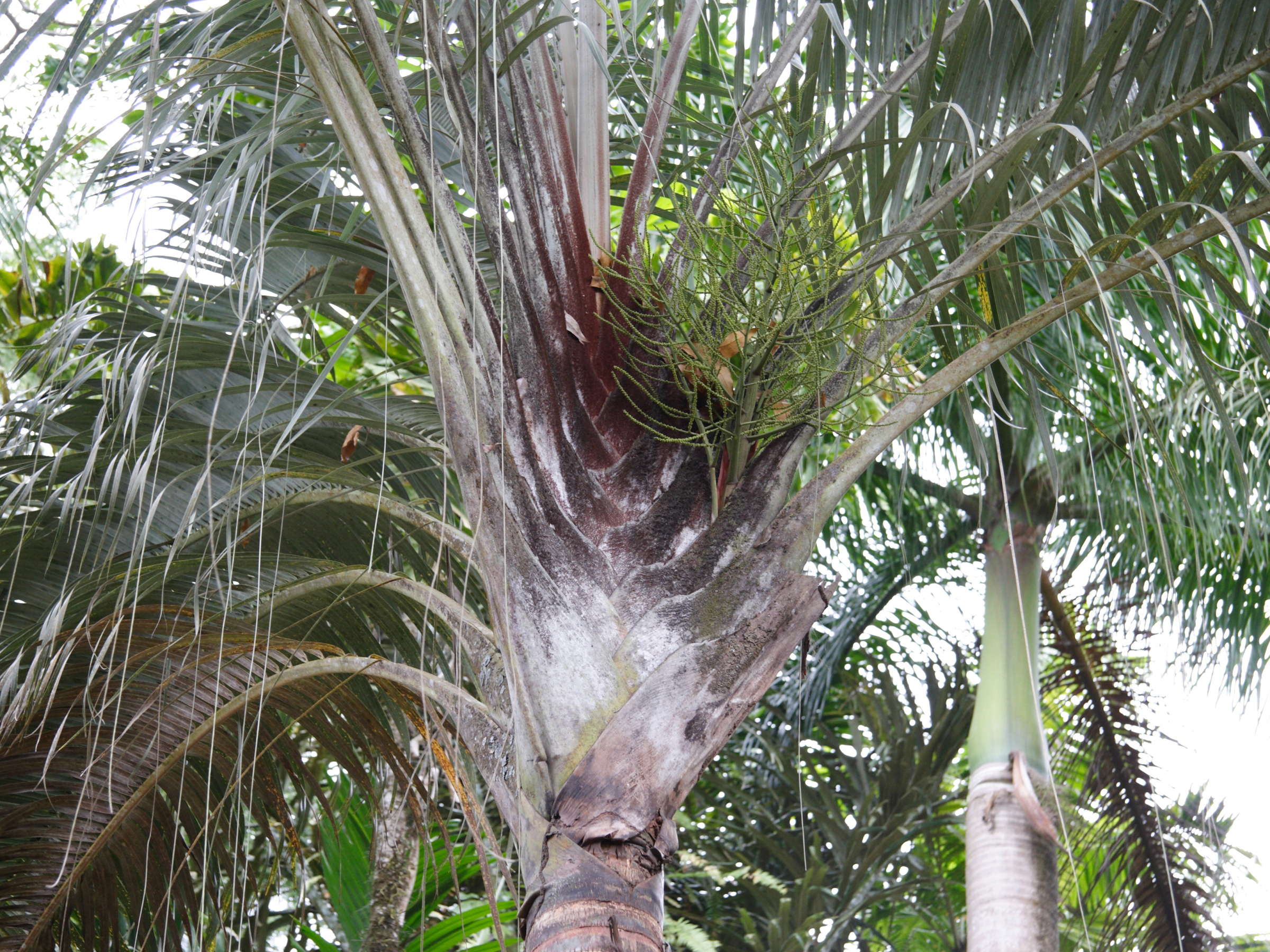dypsis_decaryi4md