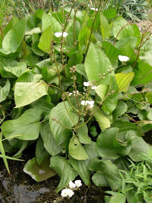 echinodorus_cordifolius3md