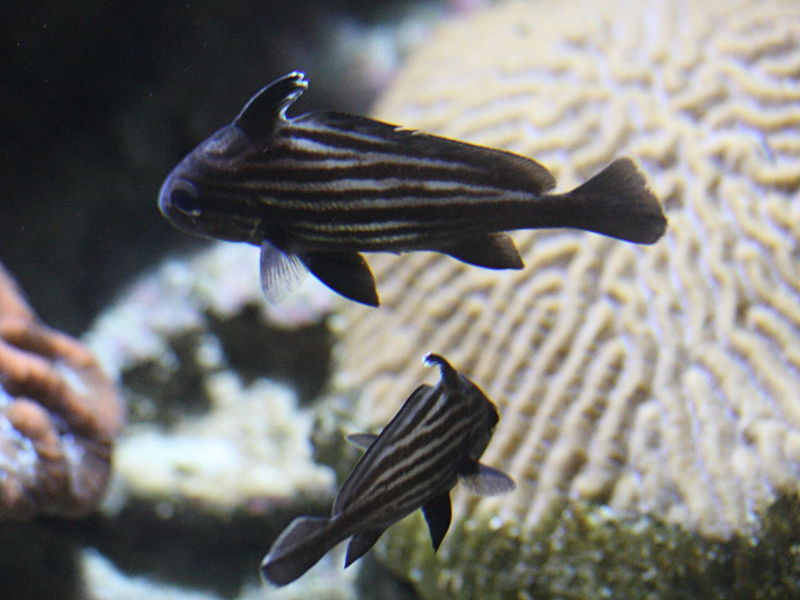 equetus_acuminatus1md