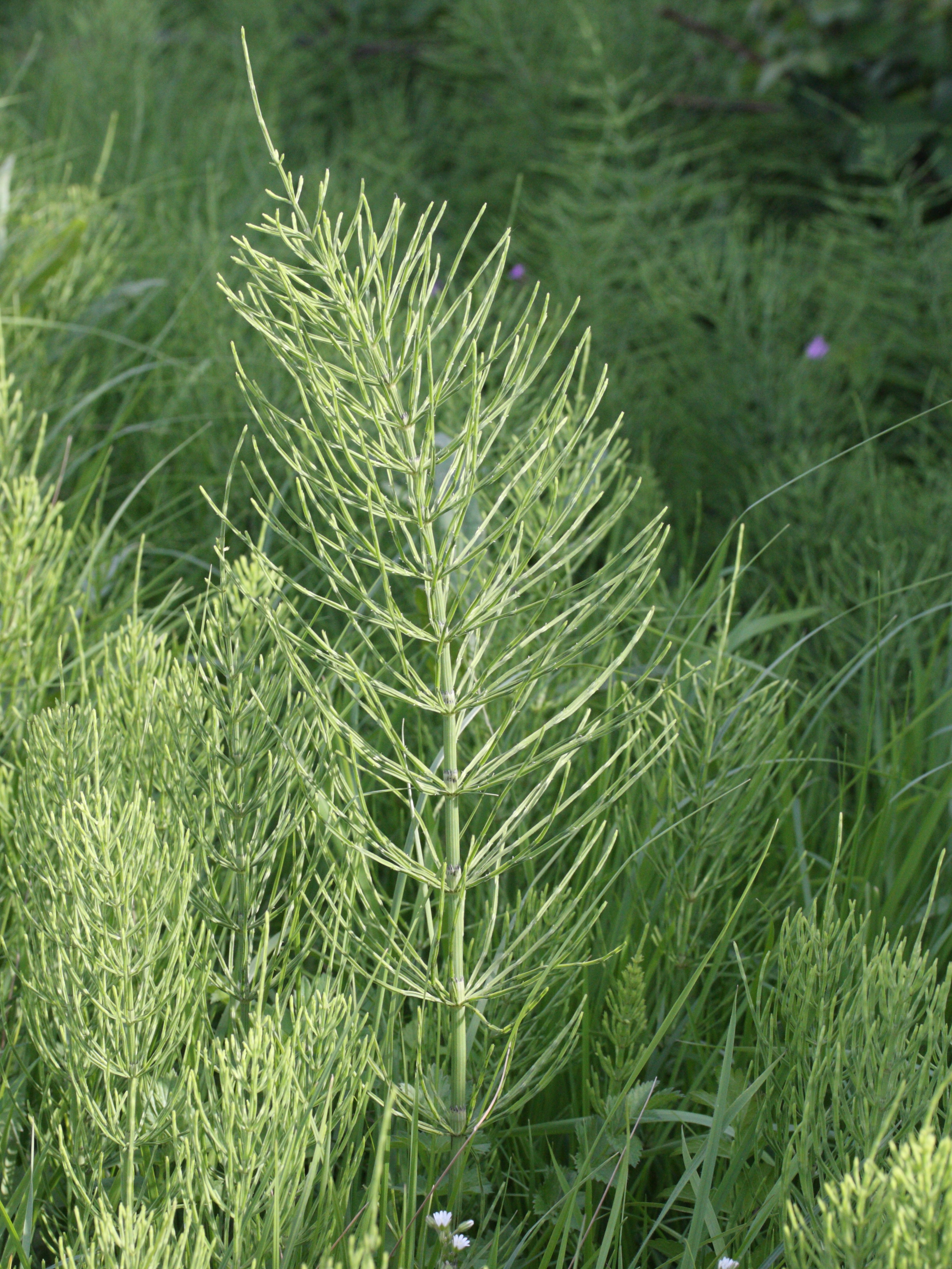 equisetum_arvense2md