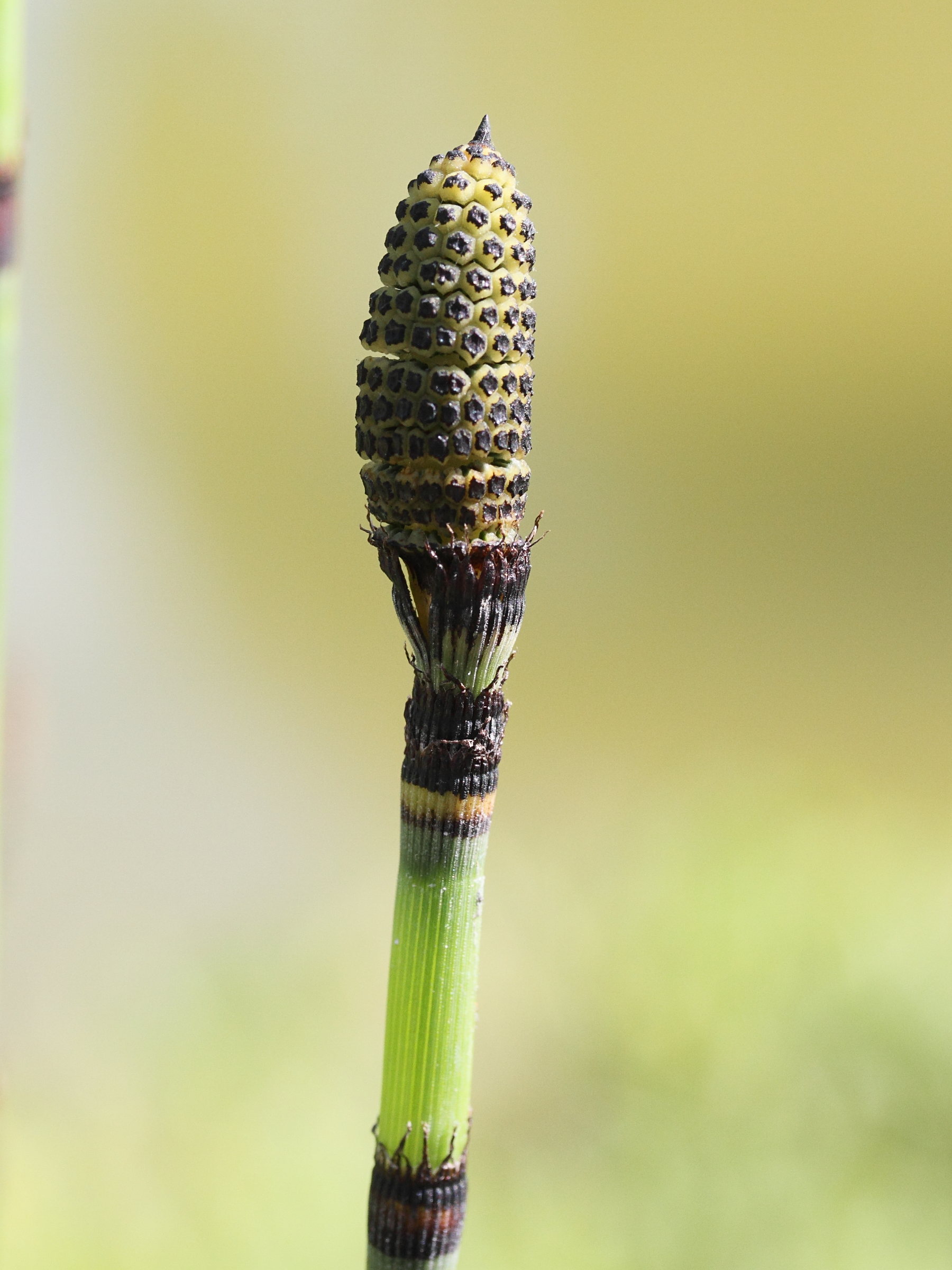 Equisetum_hyemale