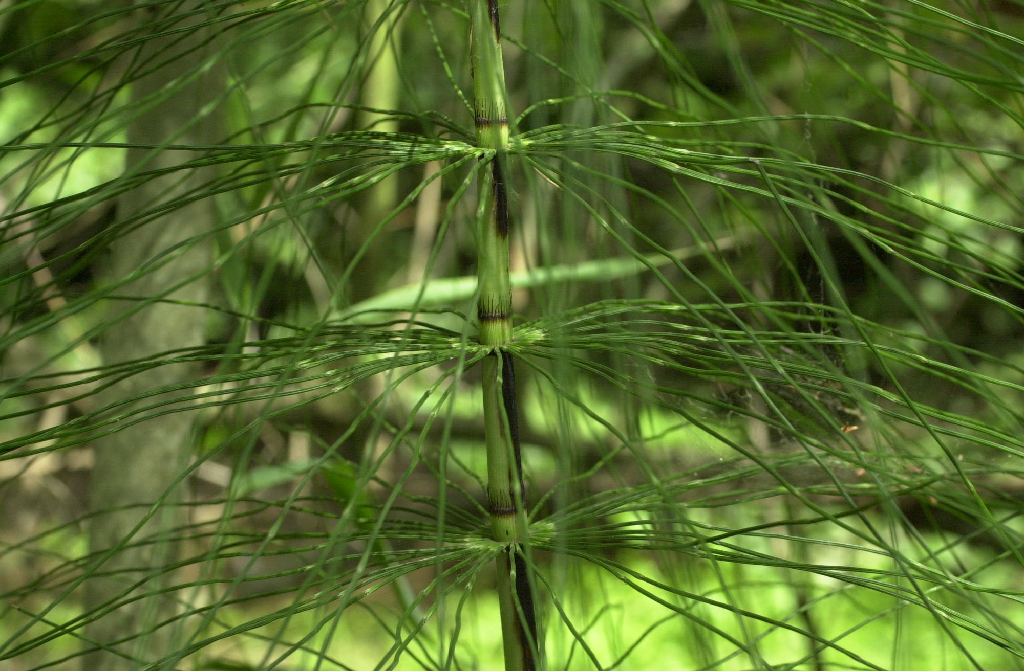 equisetum_telmateia3md