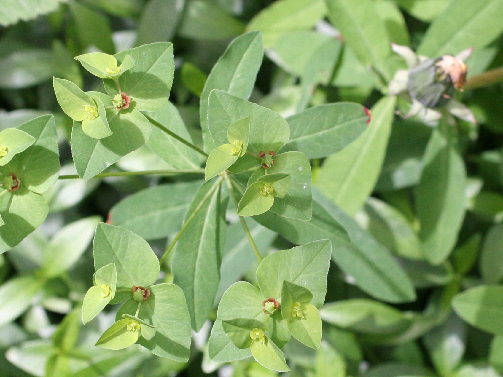 Afficher le média euphorbia_dulcis5md euphorbia_dulcis5md