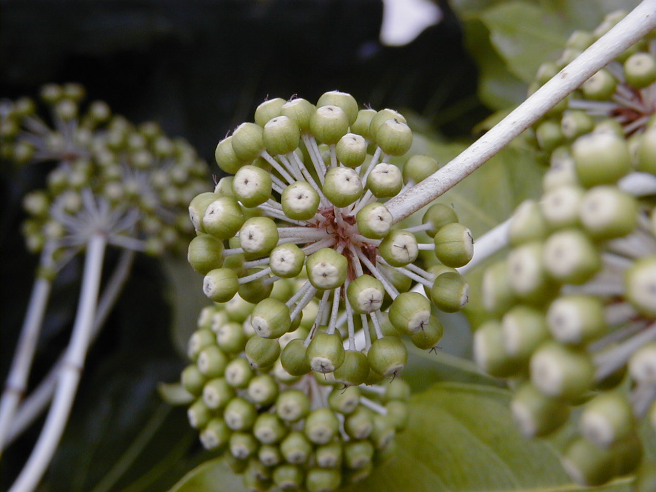 fatsia_japonica3bmd