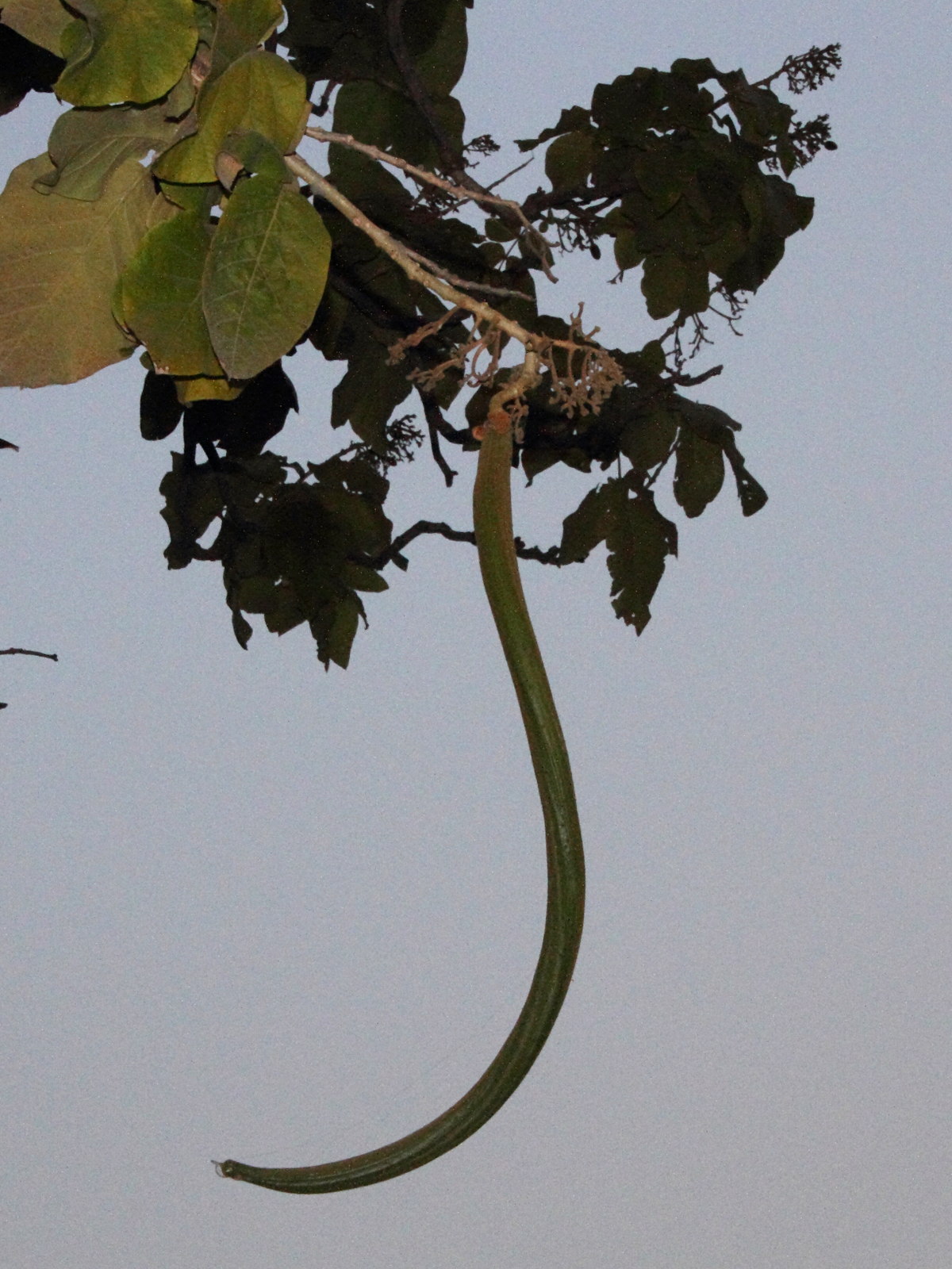 fernandoa_adenophylla2md