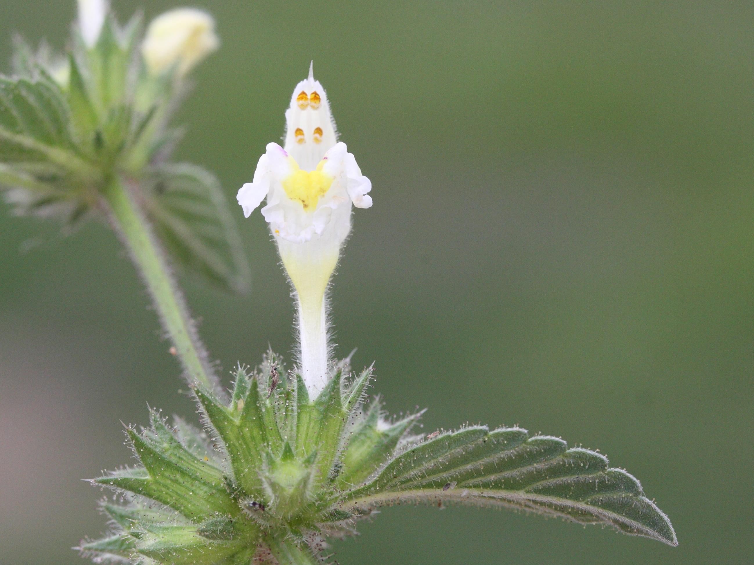 galeopsis_segetum2md