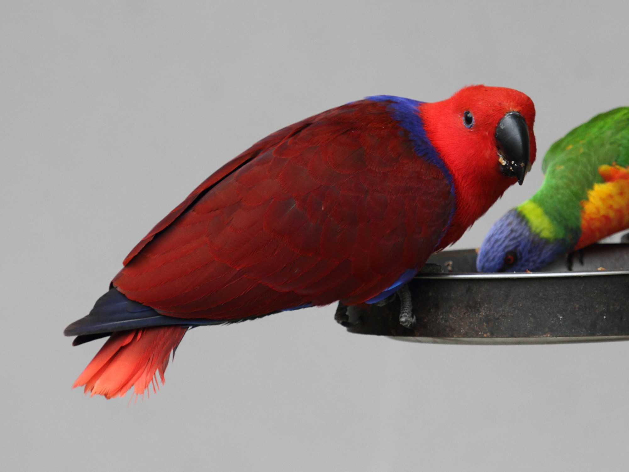 Afficher le média grand_eclectus_-_eclectus_roratus2bd grand_eclectus_-_eclectus_roratus2bd
