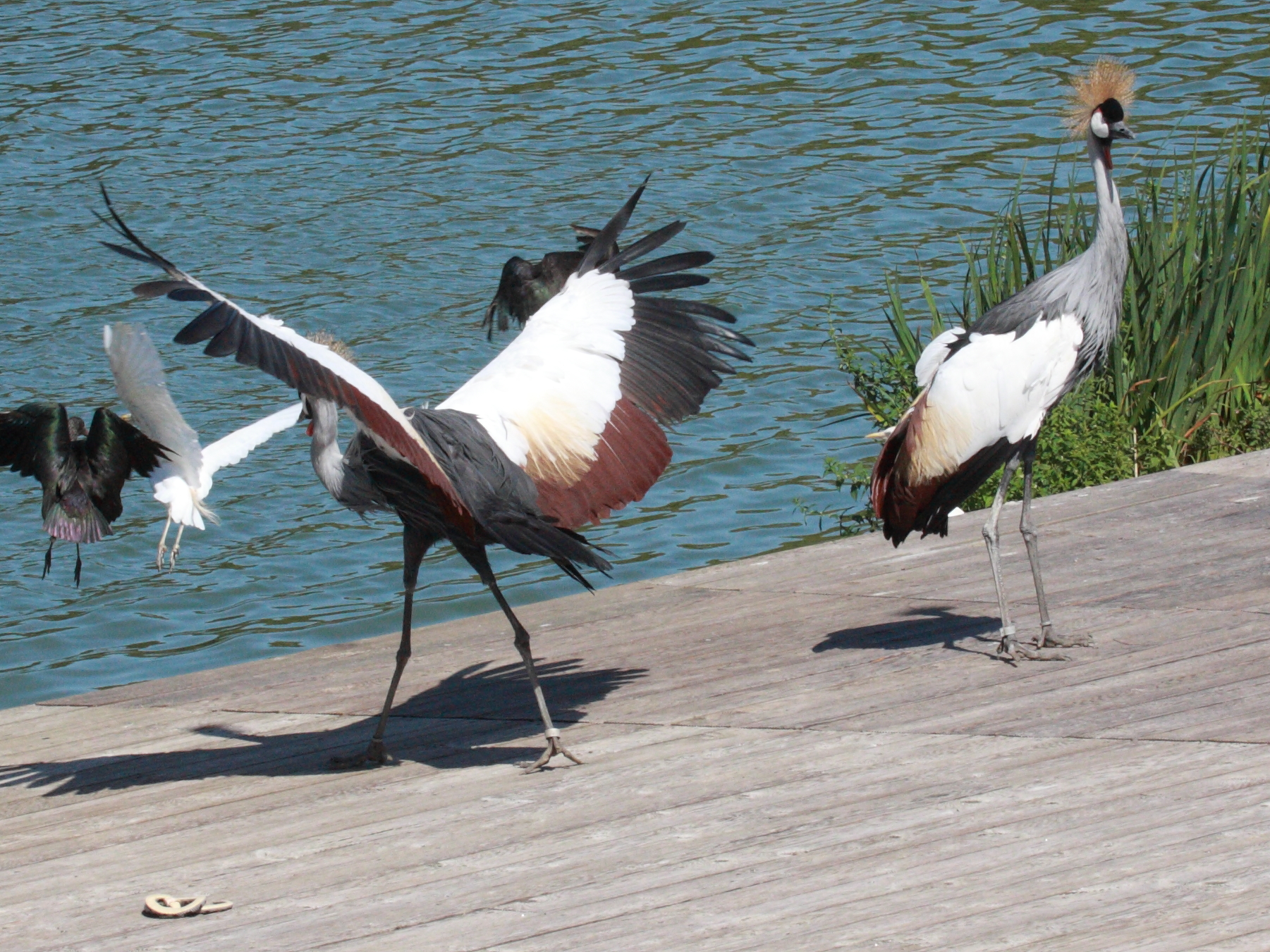 grue_royale_-_balearica_regulorum3bd