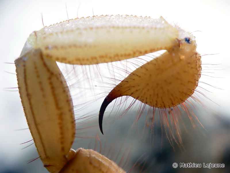 hadrurus_arizonensis3ml