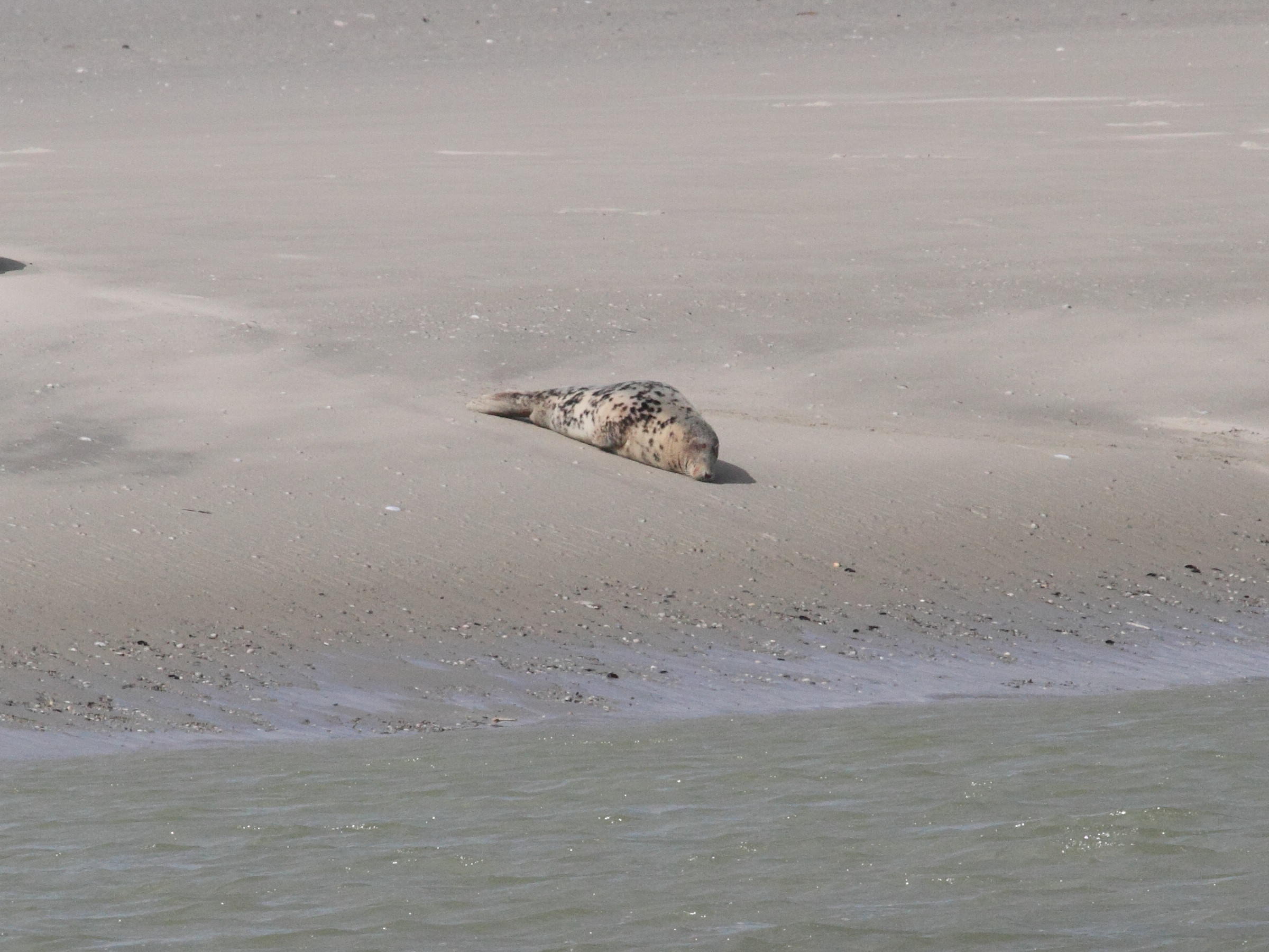 halichoerus_grypus2bd