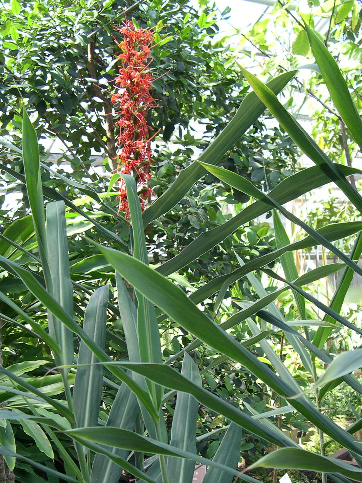 hedychium_coccineum4md