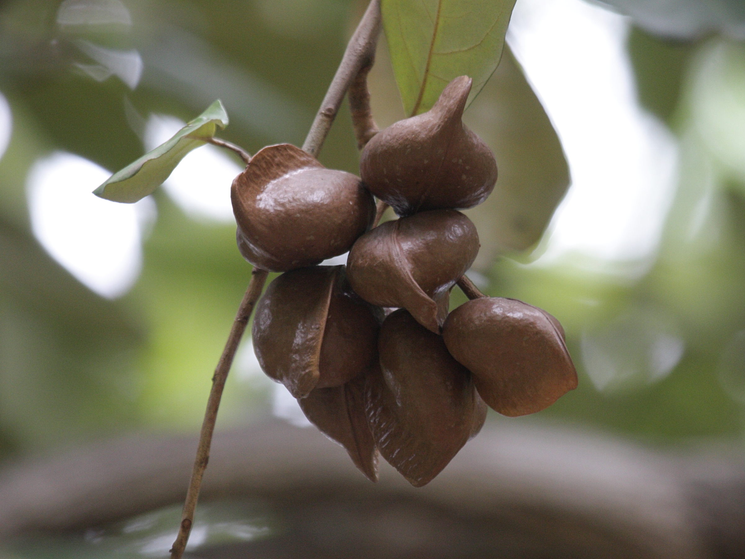 heritiera_littoralis1bd