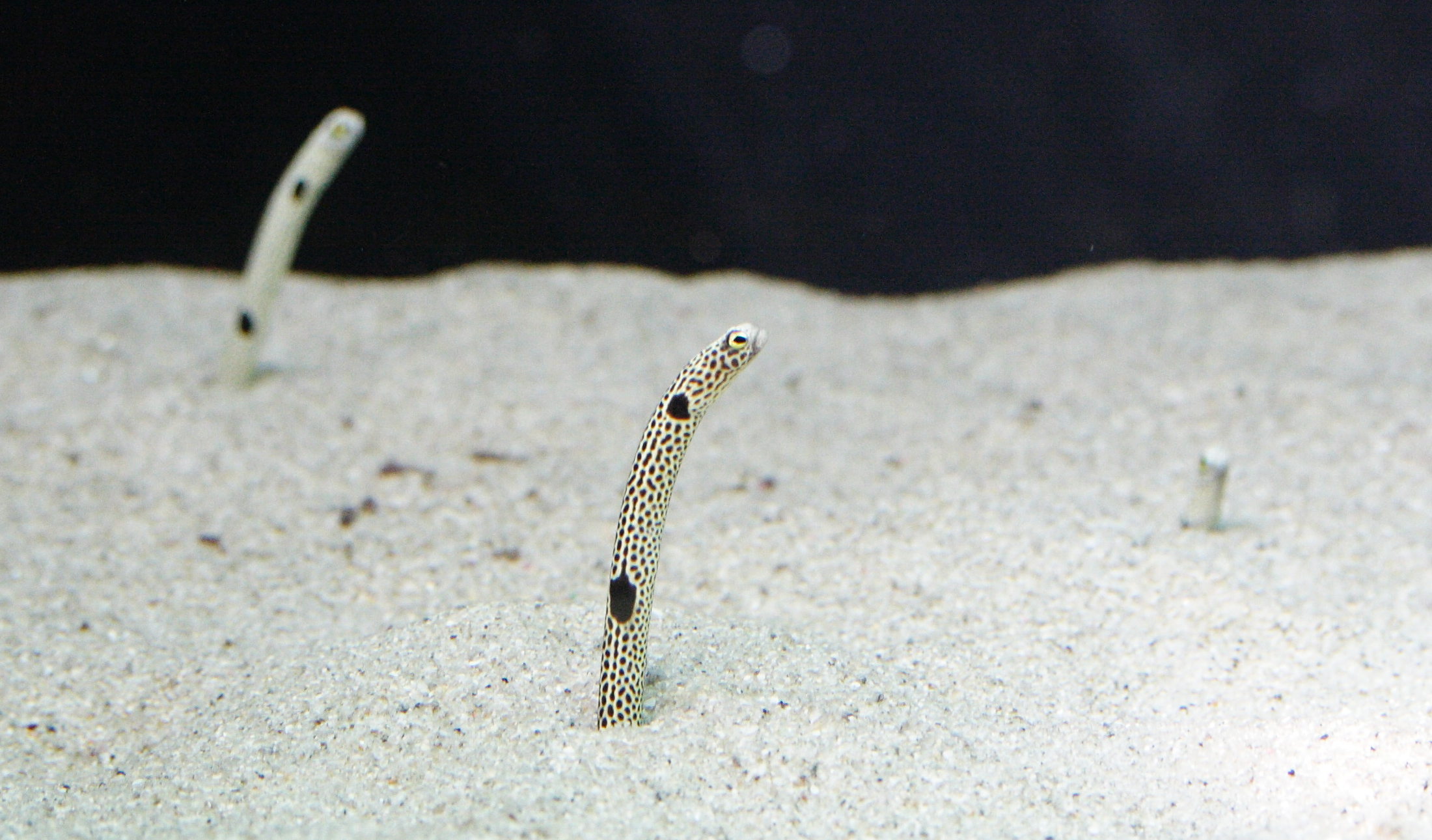 heteroconger_hassi2md