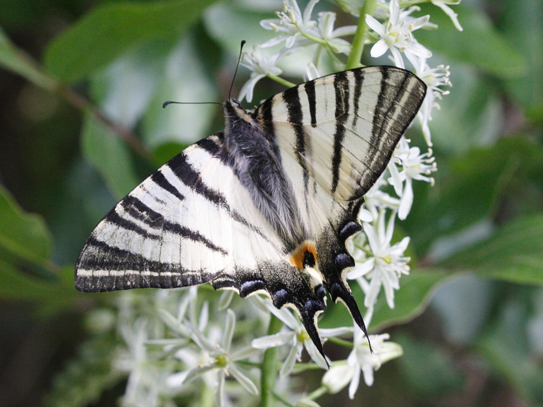 iphiclides_podalirius5md