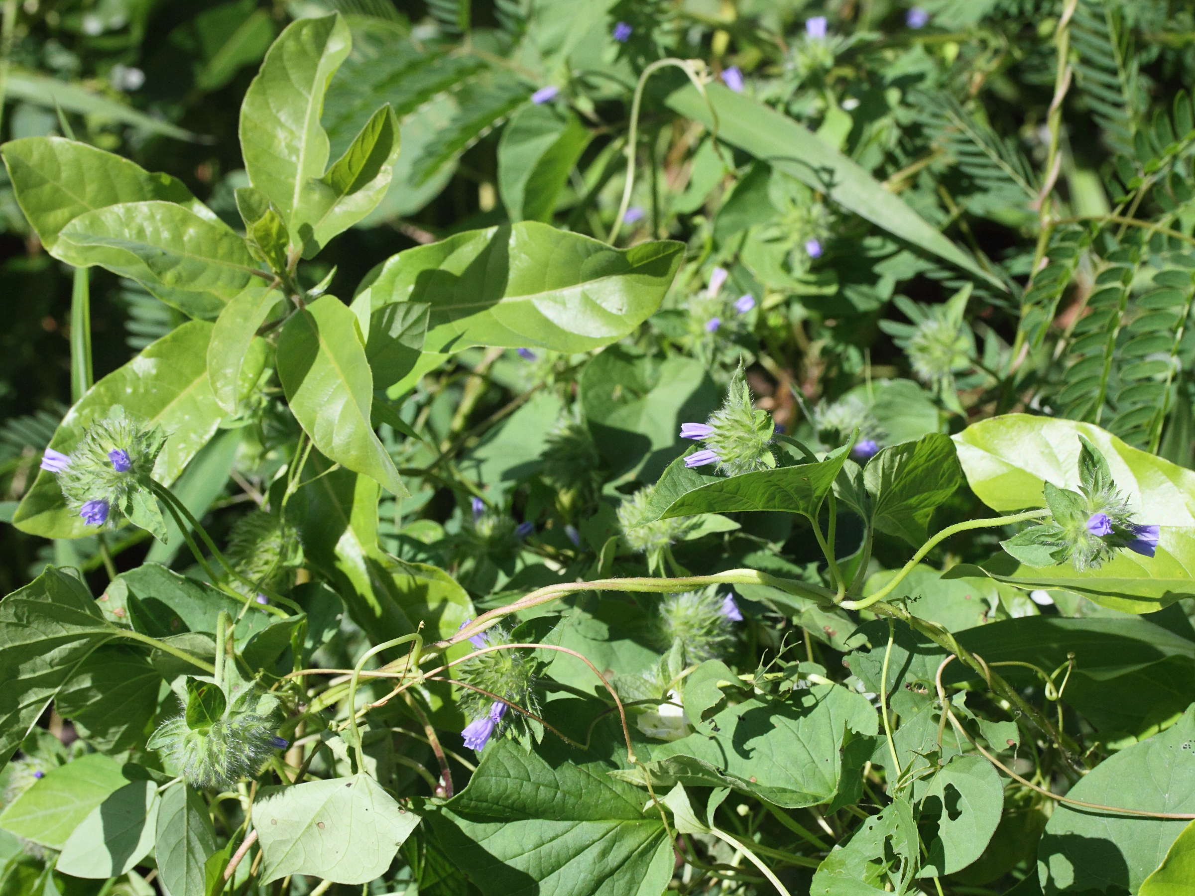 jacquemontia_tamnifolia1md