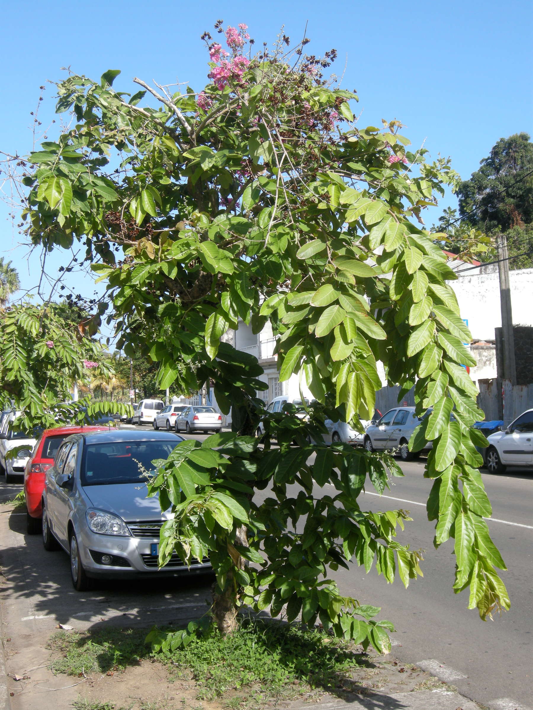 Afficher le média lagerstroemia_speciosa4md lagerstroemia_speciosa4md