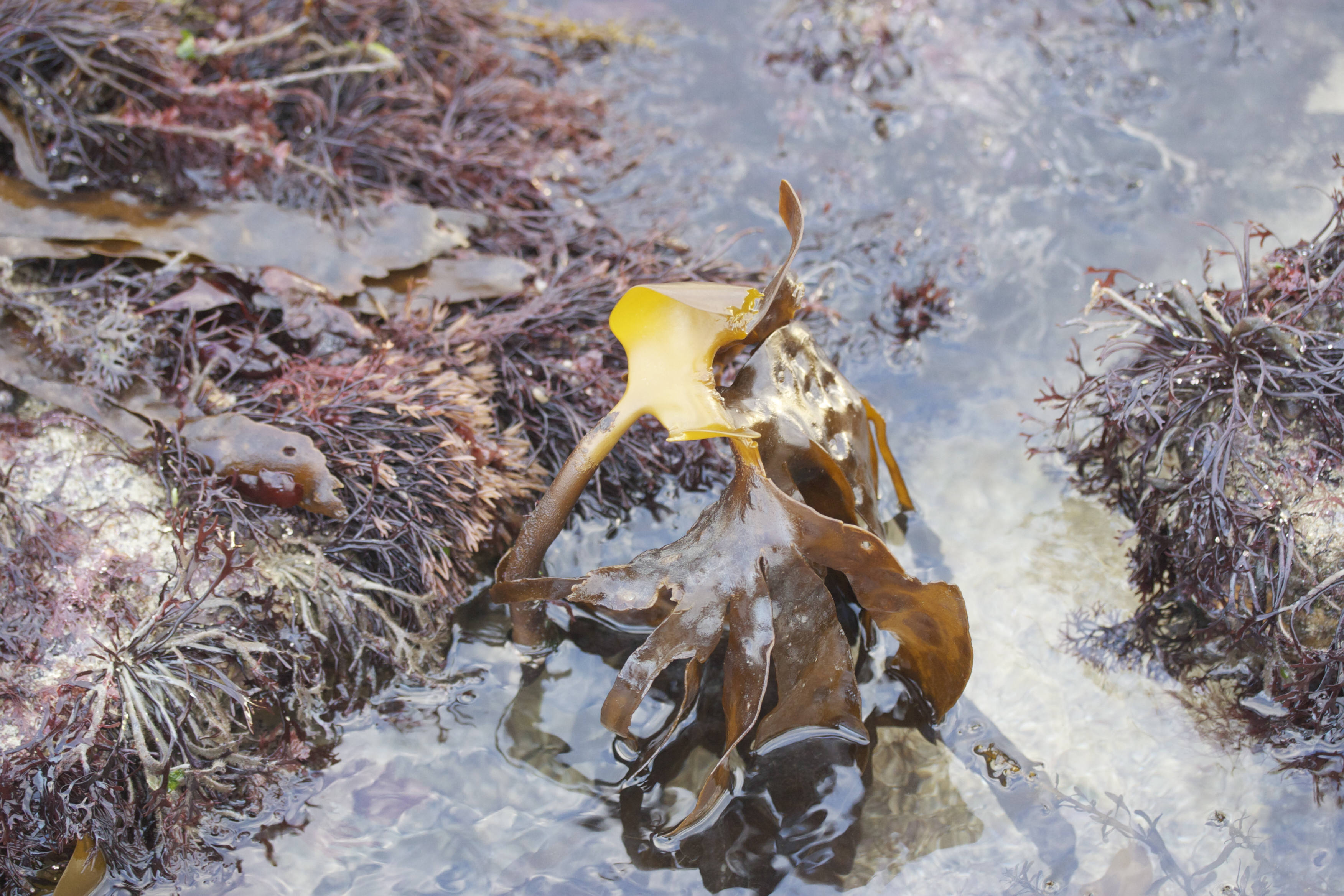 laminaria_hyperborea1md