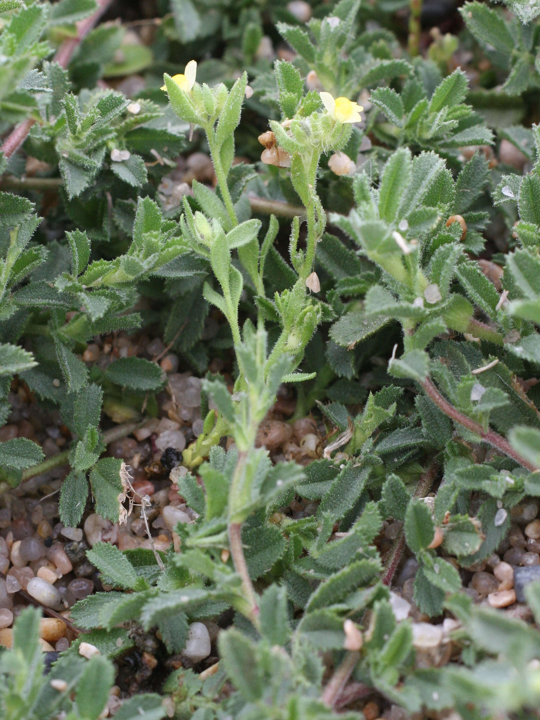 Afficher le média linaria_arenaria1md linaria_arenaria1md