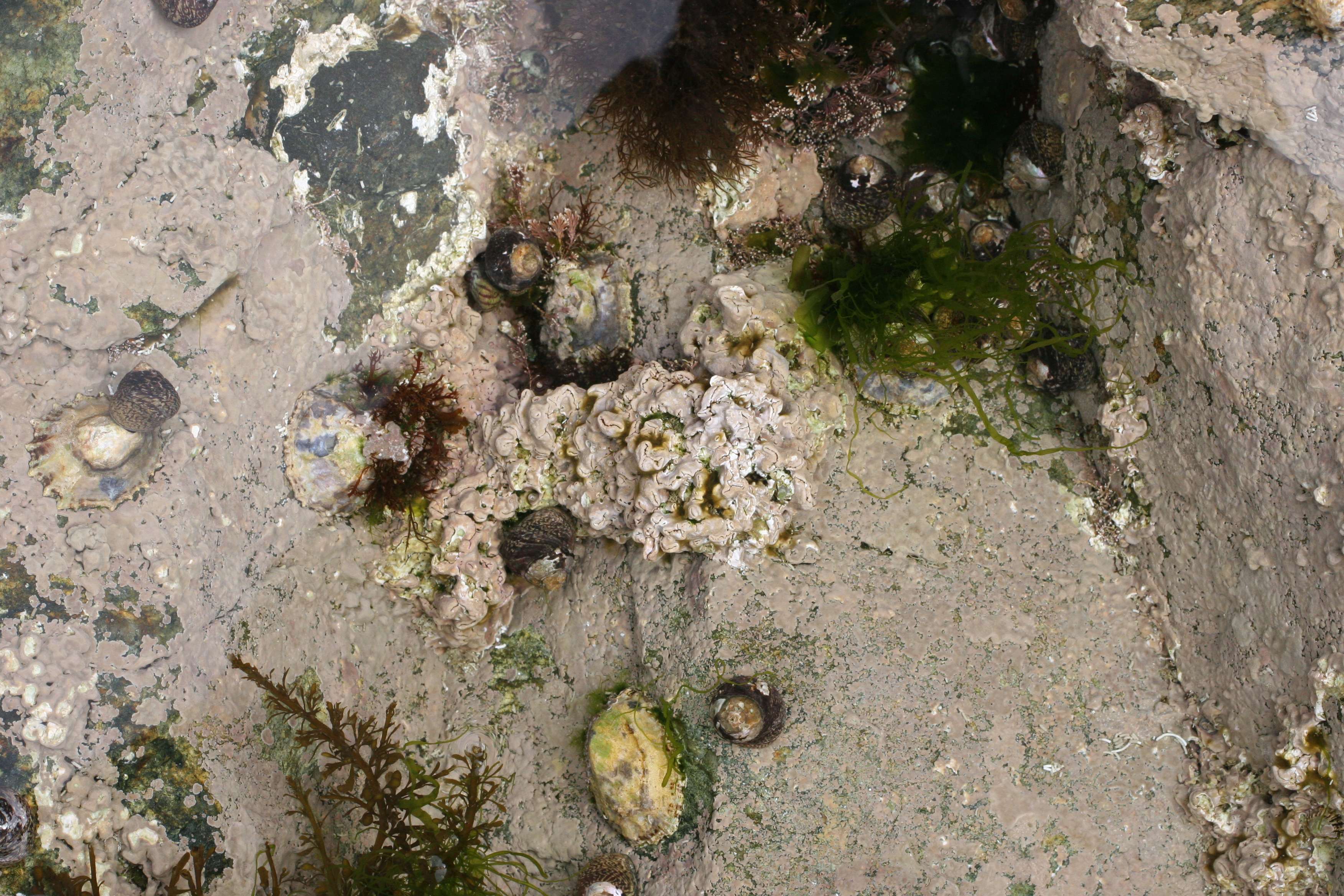 lithophyllum_incrustans2md