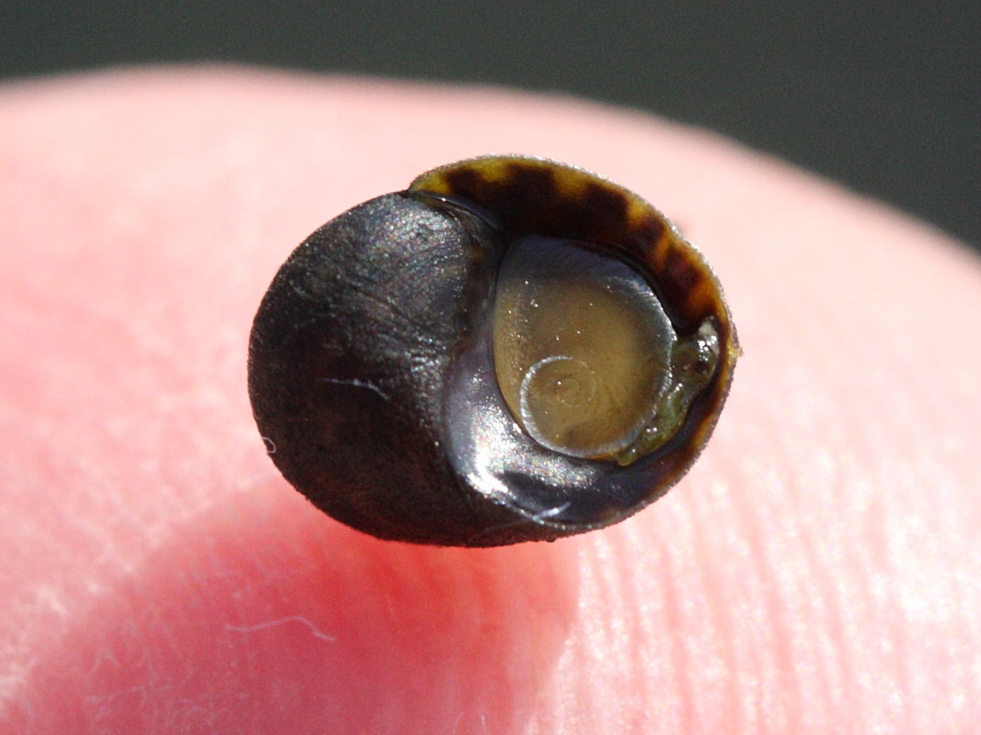 littorina_fabalis4md