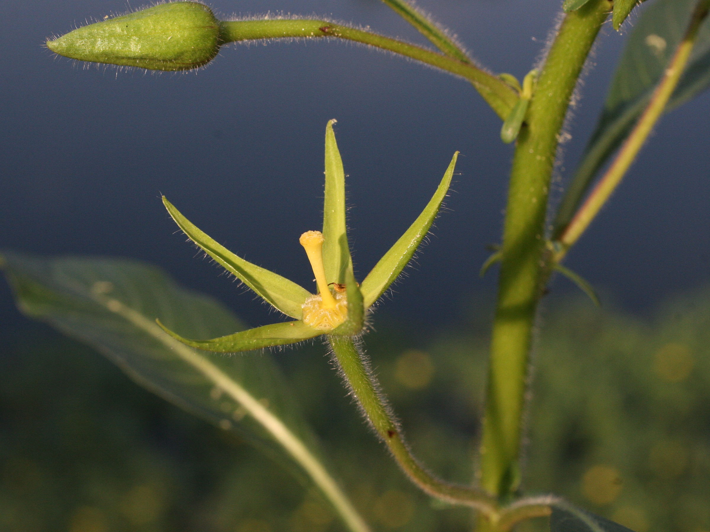 Afficher le média ludwigia_grandiflora3md ludwigia_grandiflora3md