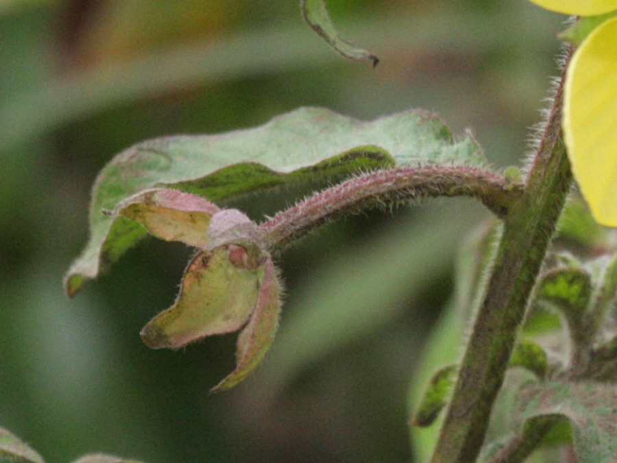 ludwigia_octovalvis2bd