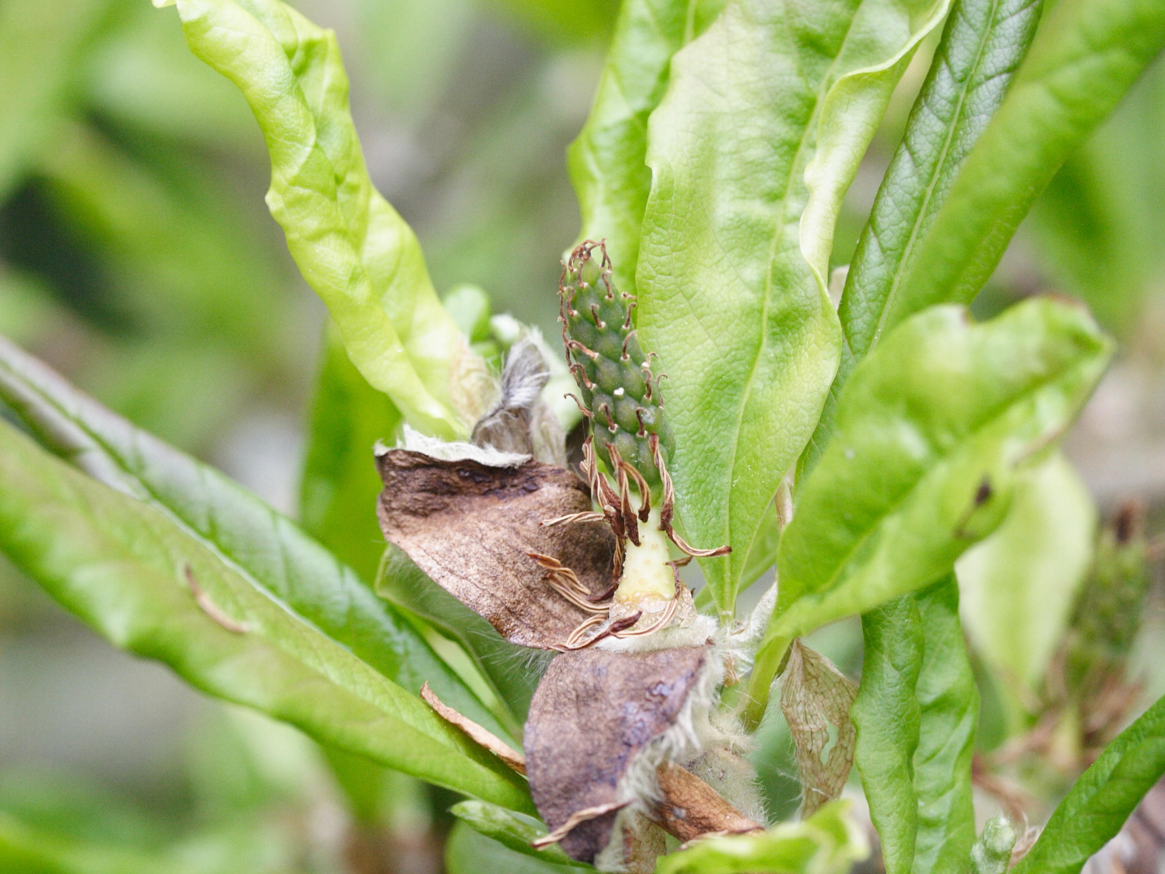 Afficher le média magnolia_stellata4md magnolia_stellata4md