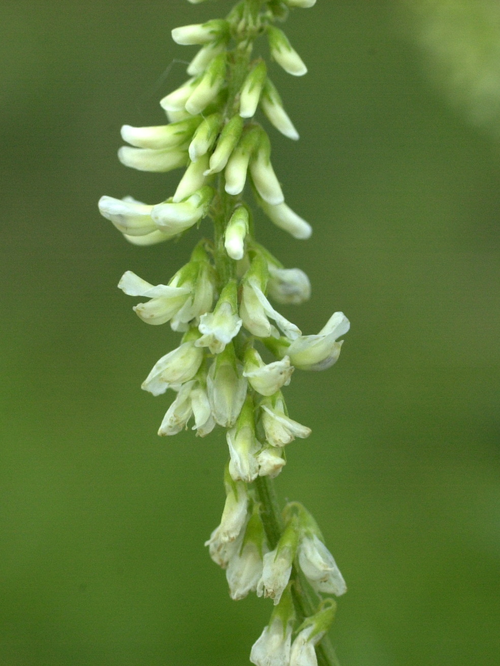 Afficher le média melilotus_albus2md melilotus_albus2md
