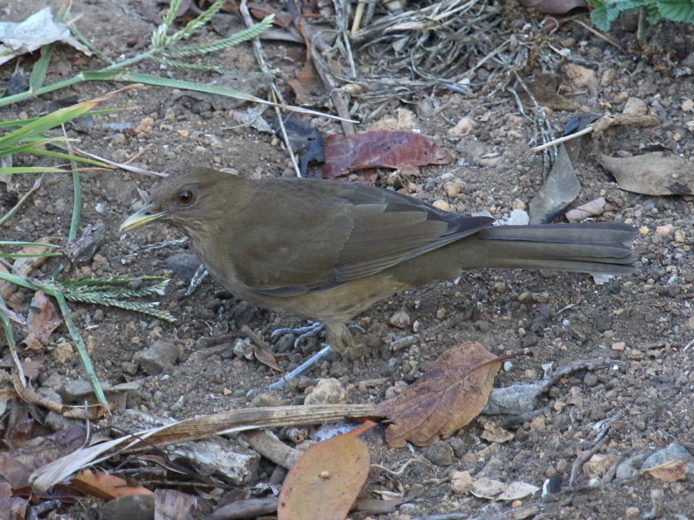 merle_fauve_-_turdus_grayi4bd