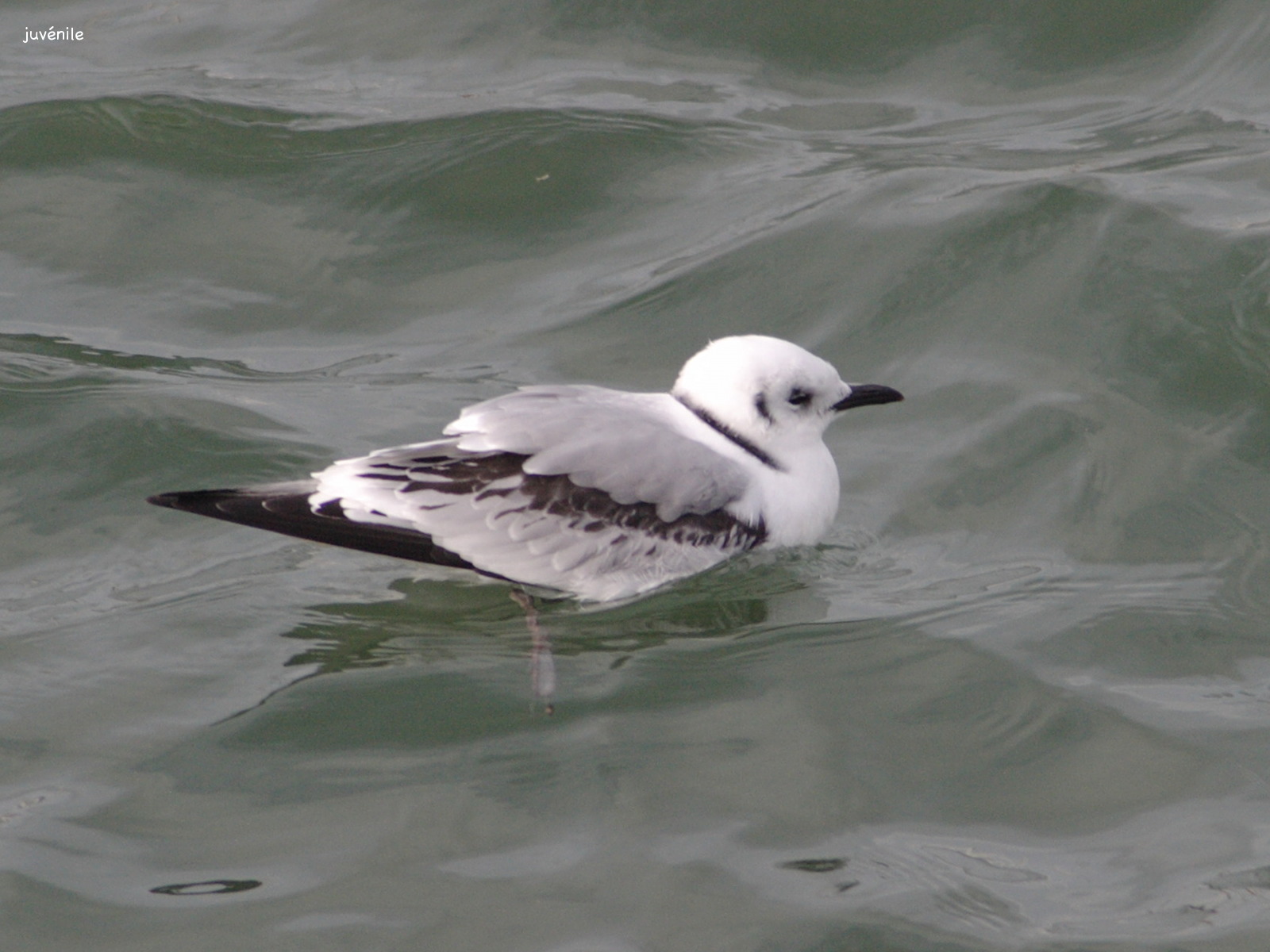 mouette_tridactyle_-_rissa_tridactyla1bd