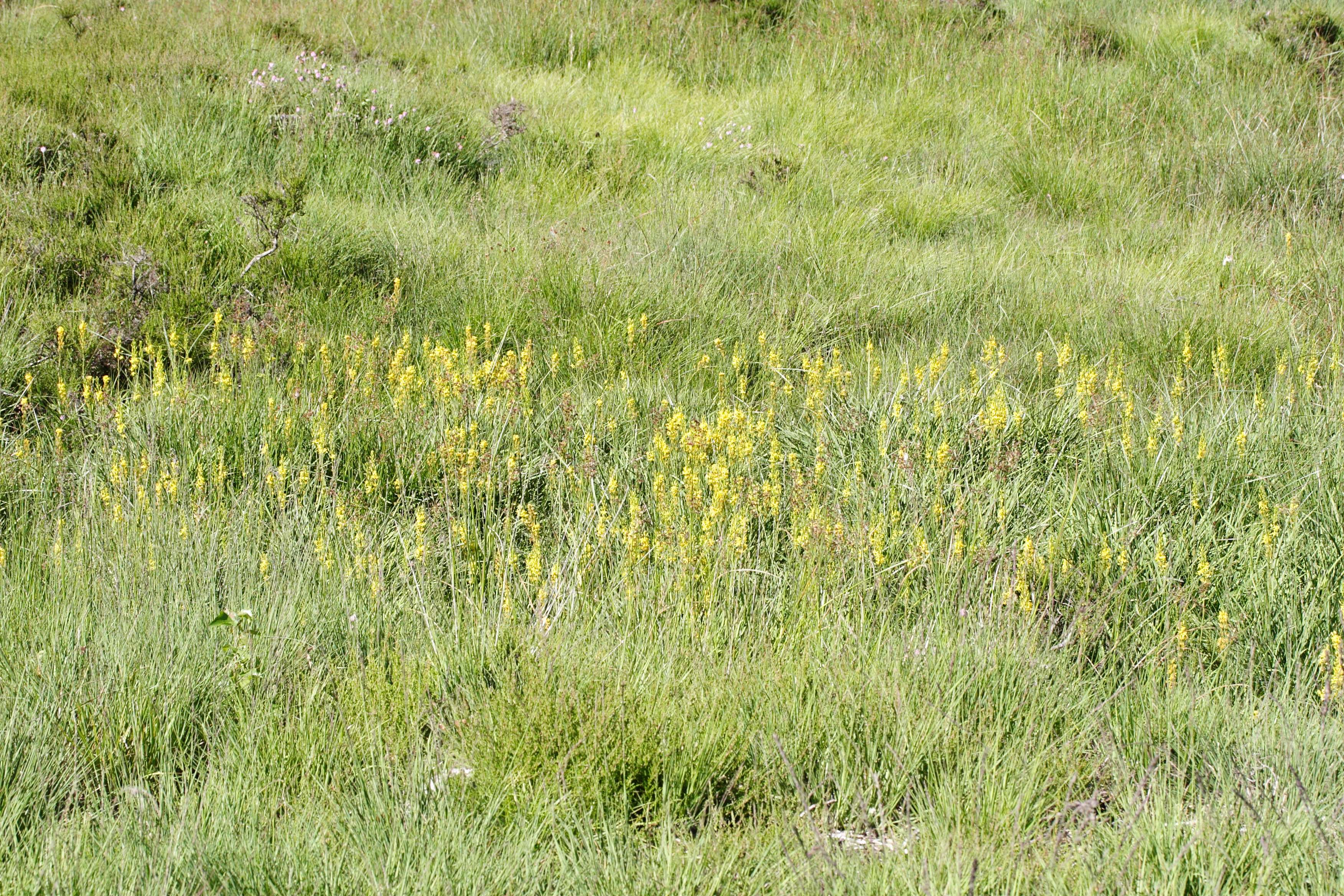 Afficher le média narthecium_ossifragum4md narthecium_ossifragum4md