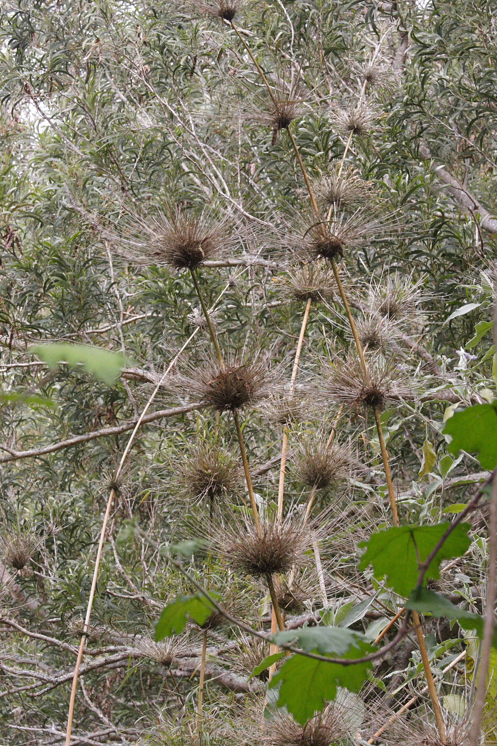 nastus_borbonicus2md