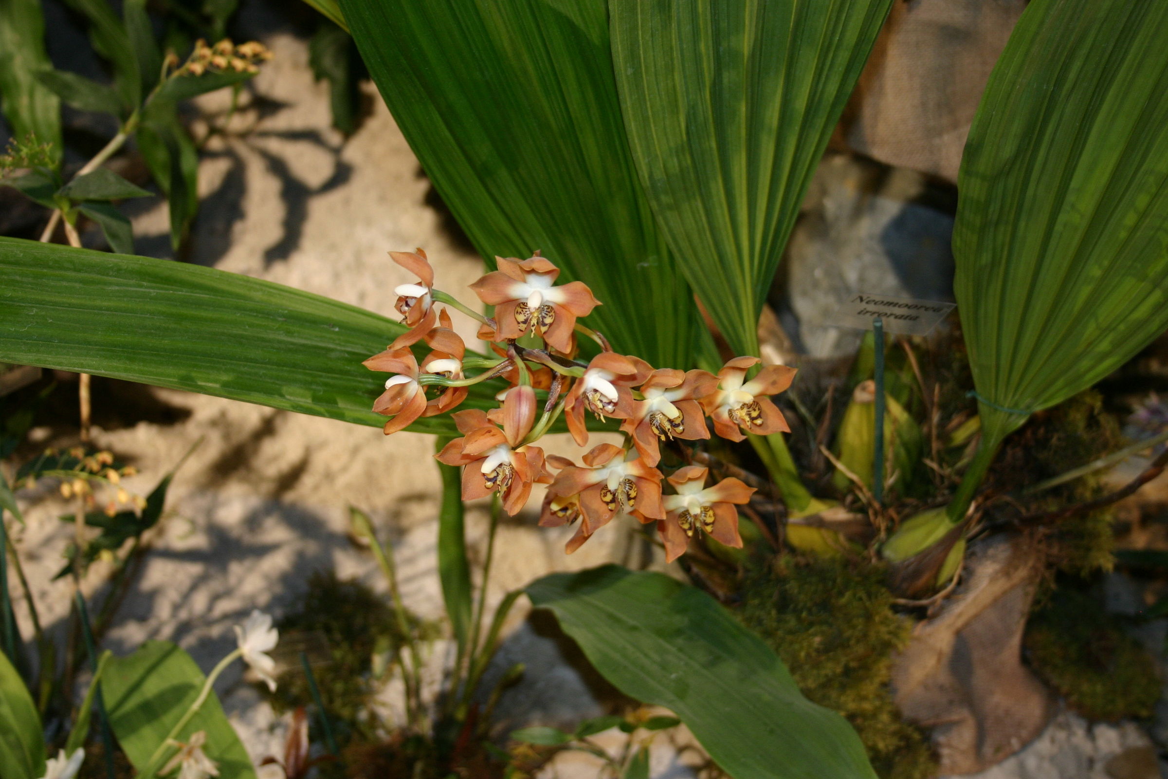 Afficher le média neomoorea_irrorata1bsd neomoorea_irrorata1bsd